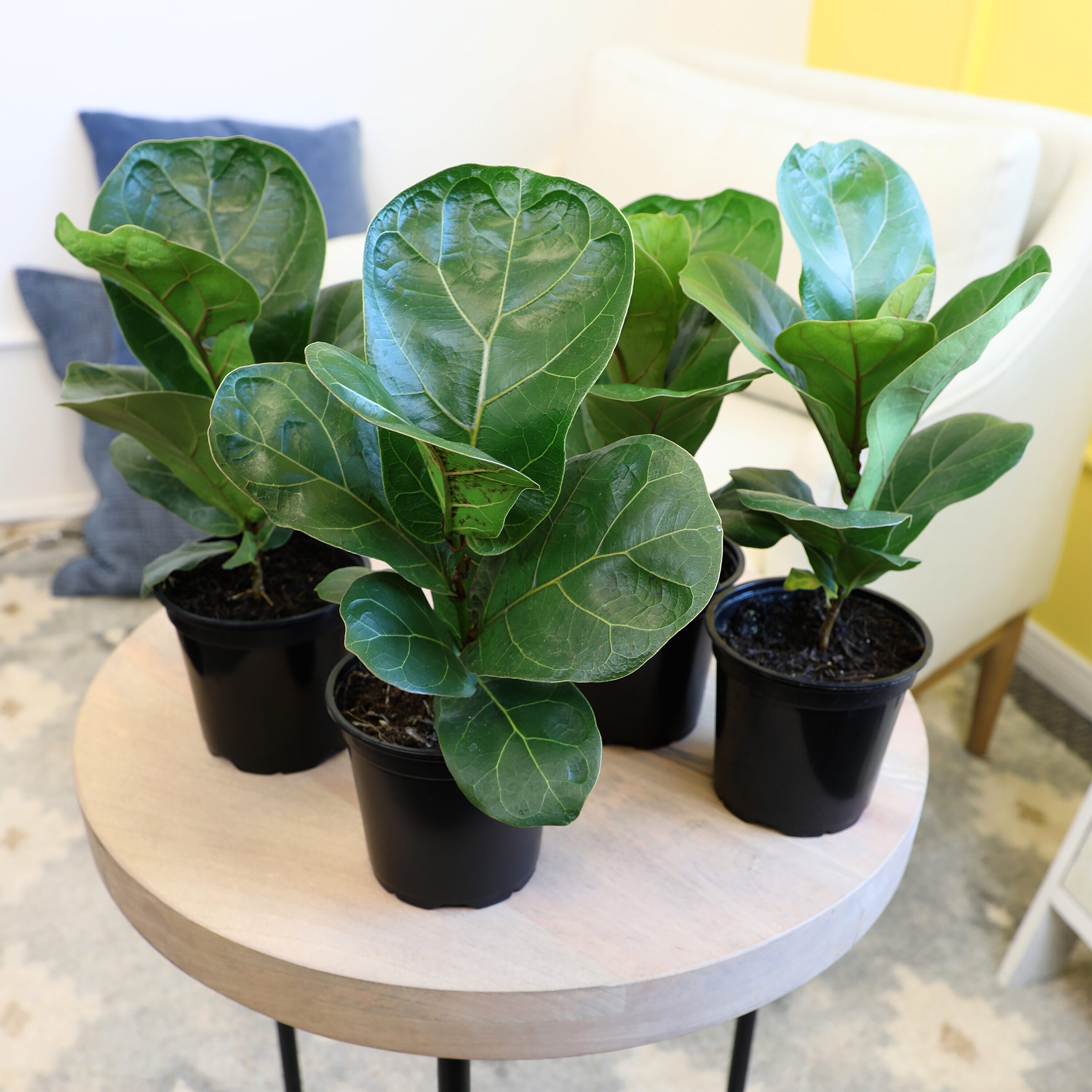 Altman Plants 0872892 hseplants - View #7