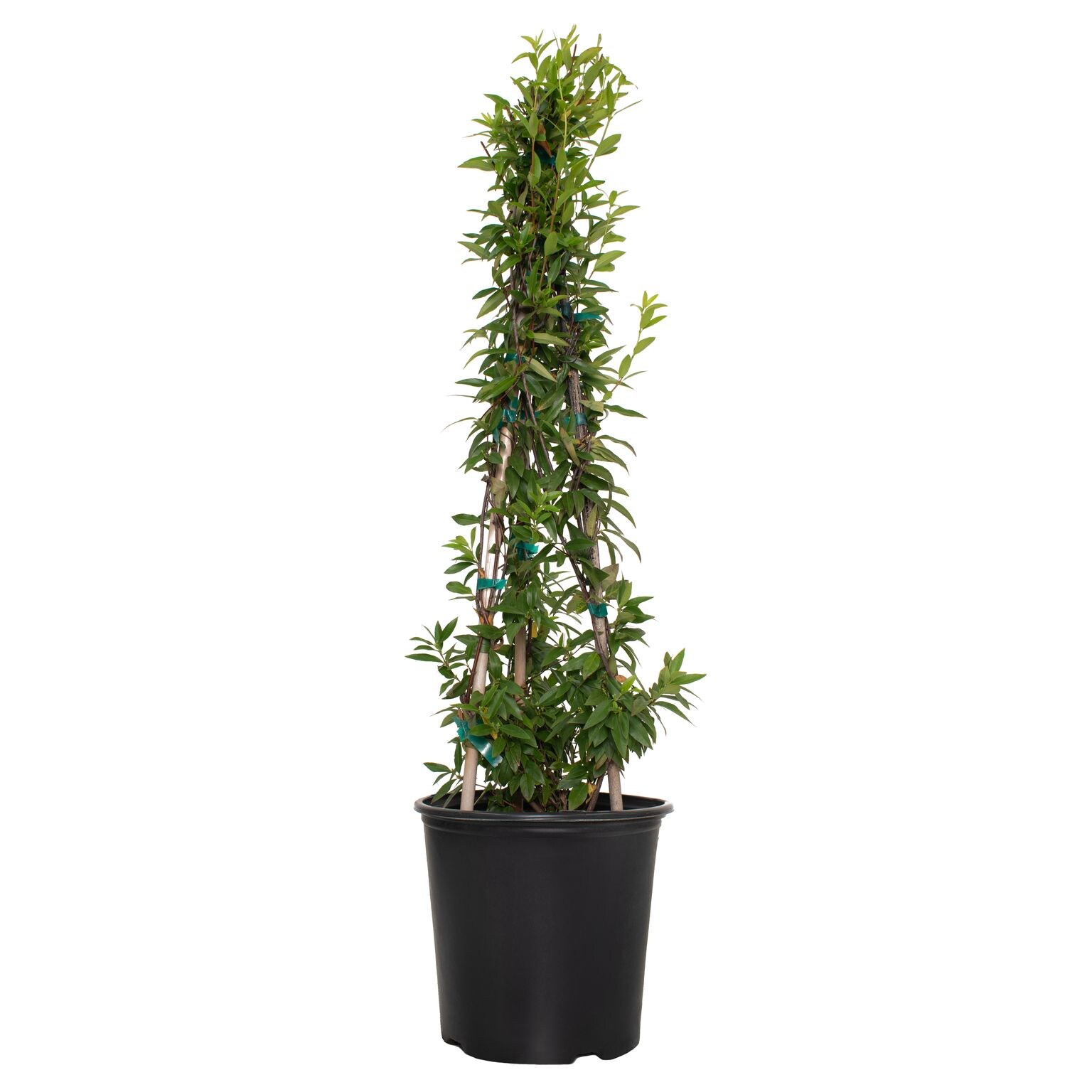 National Plant Network LW1222 2.5 -Quart Pot Carolina Jessamine