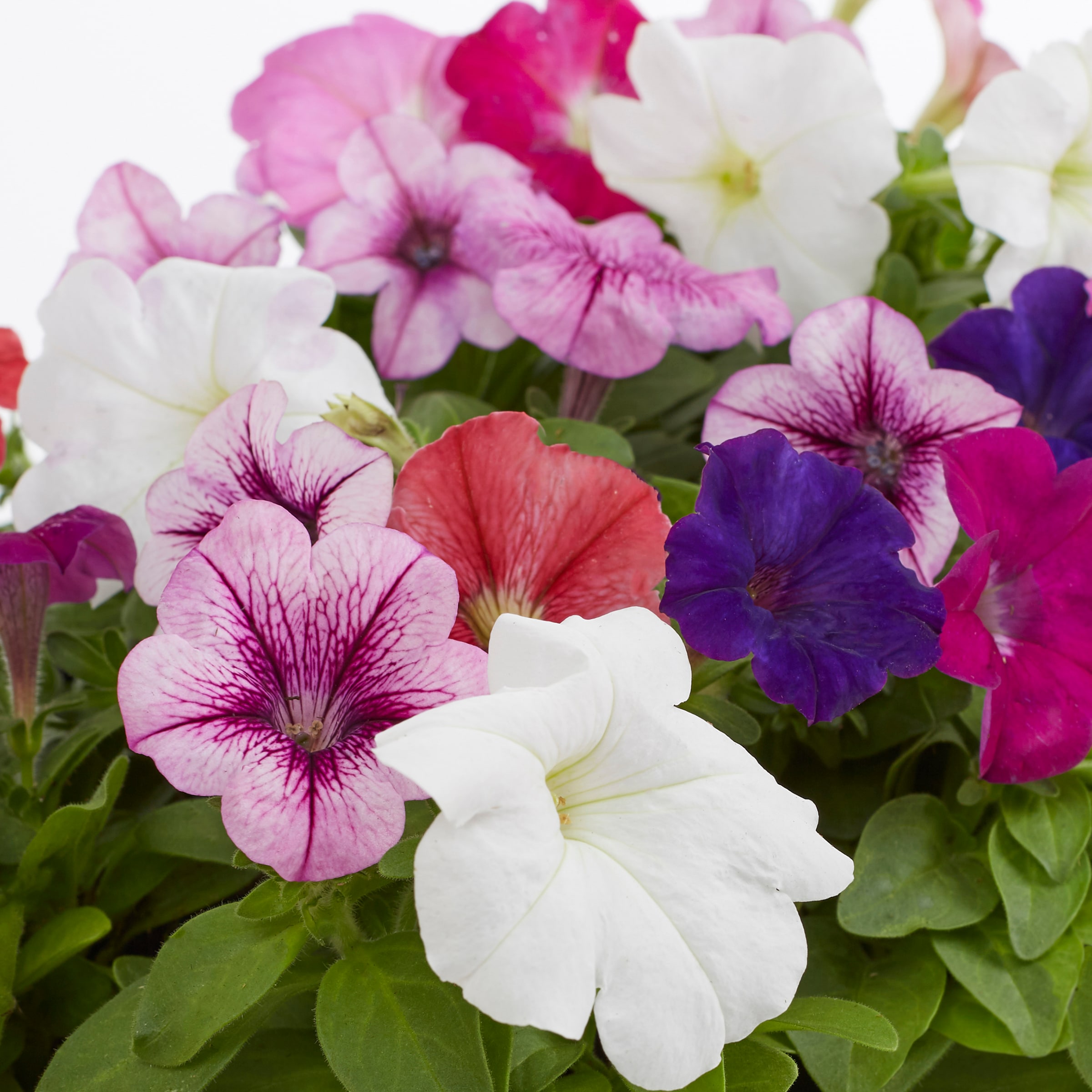 Lowe's 421930 annuals - View #4