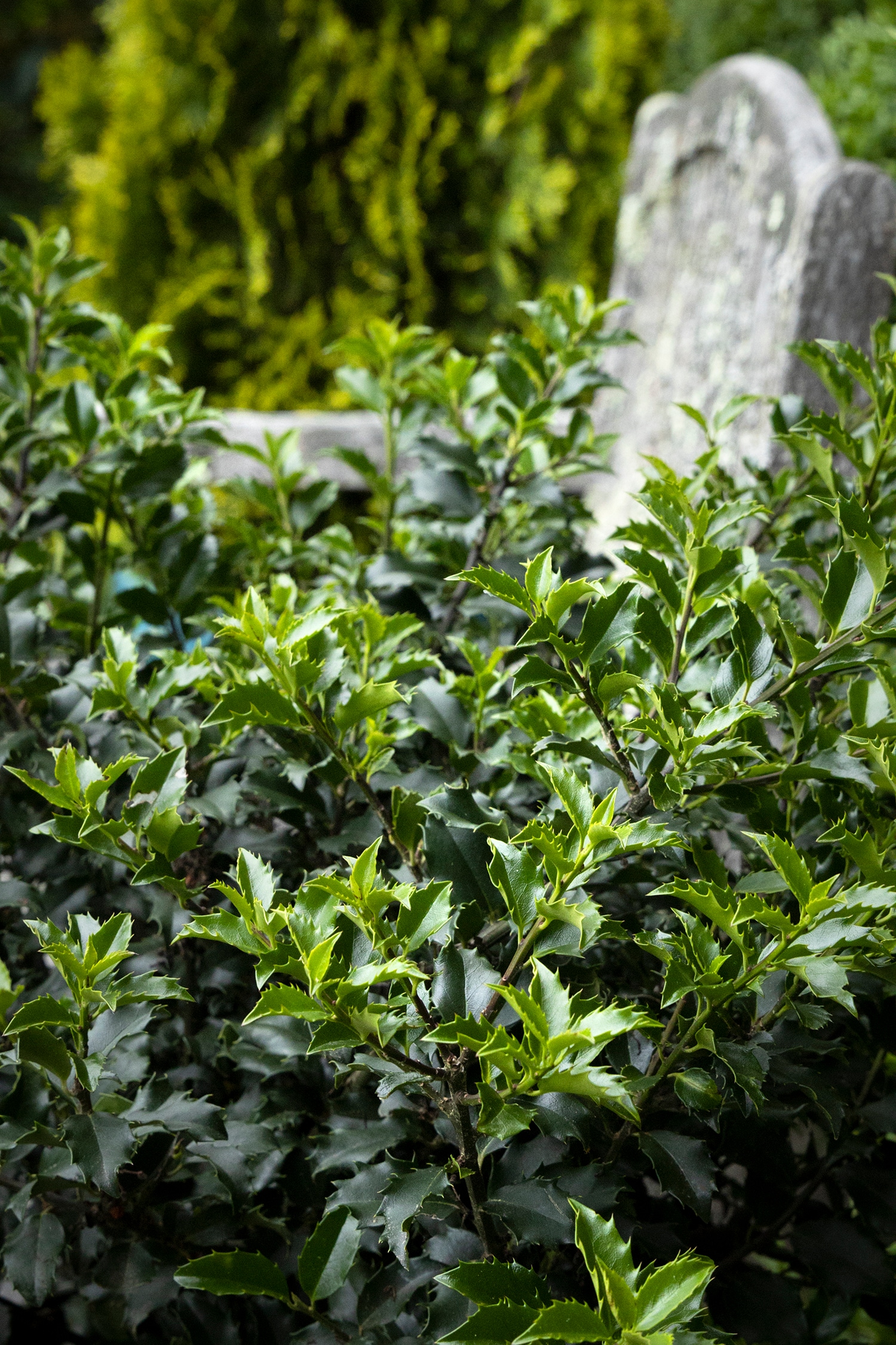 Monrovia 045175 shrubs - View #2