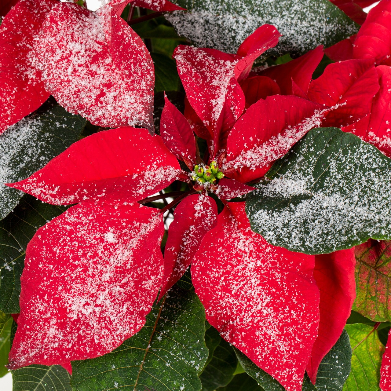  5492967 Fresh-Cut-Christmas-Decorations - View #2