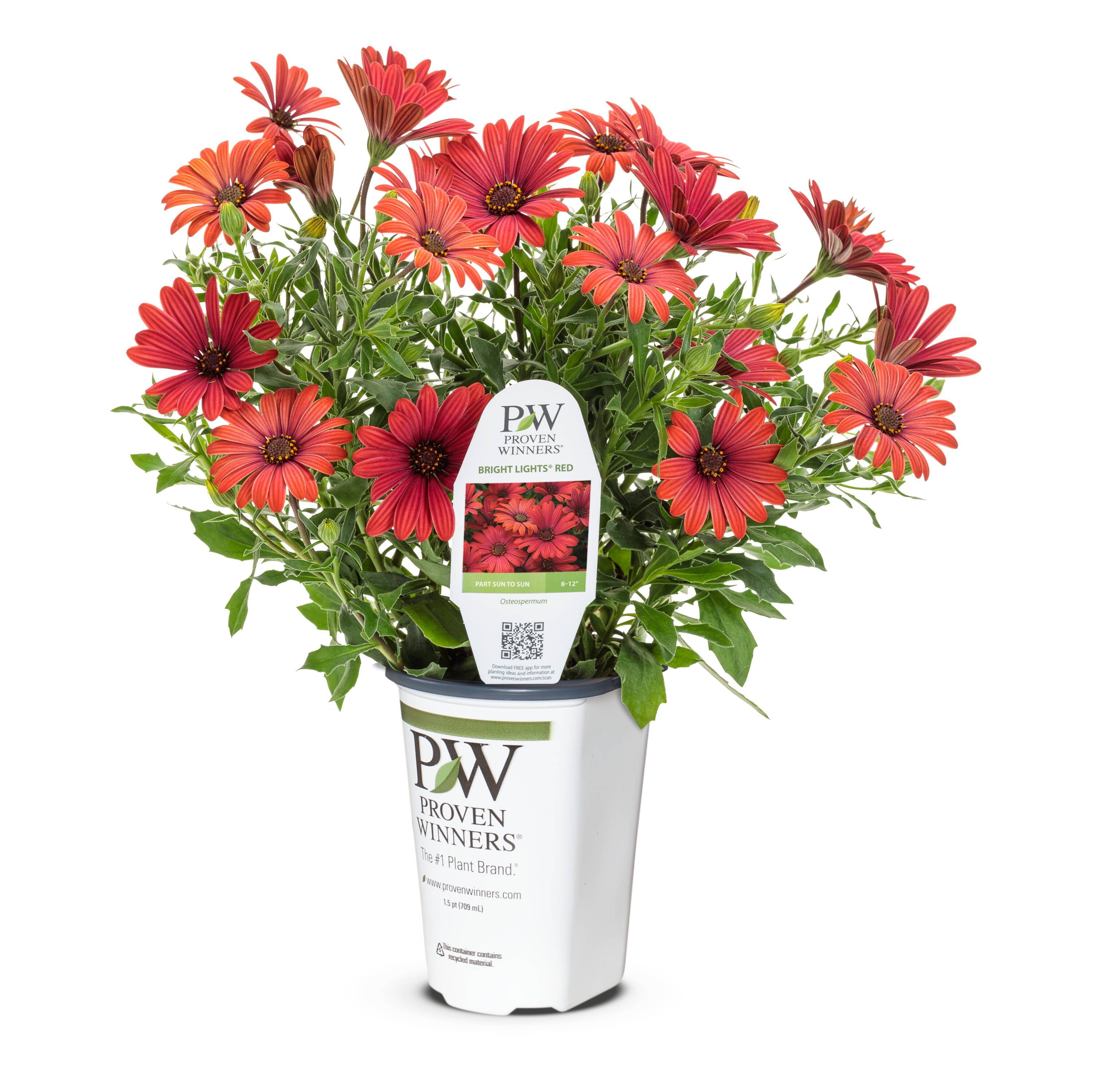 Lowe's NURSERY Red African Daisy in 1.5 Pint Pot 1 -Pack