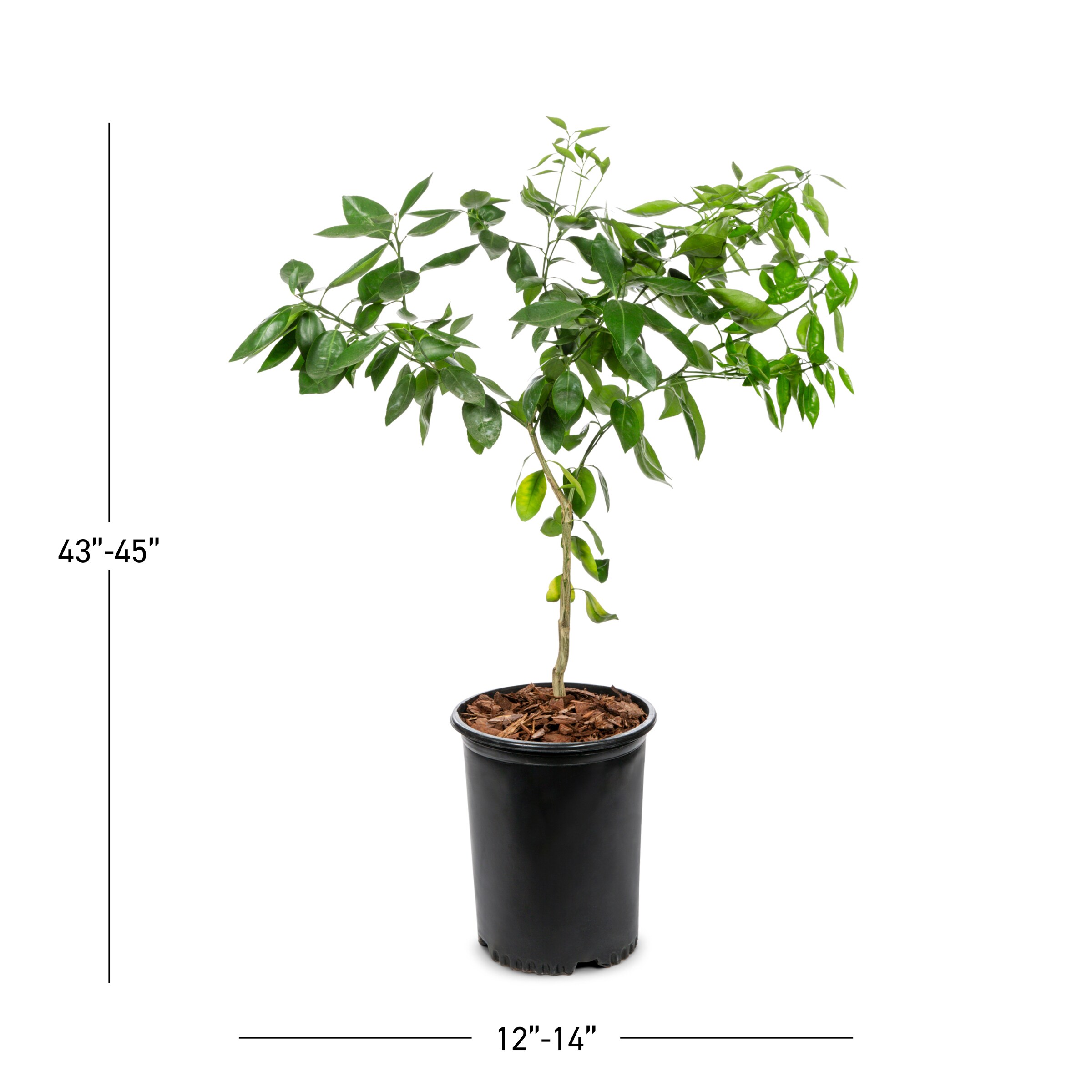 Lowe's NURSERY trees - View #3