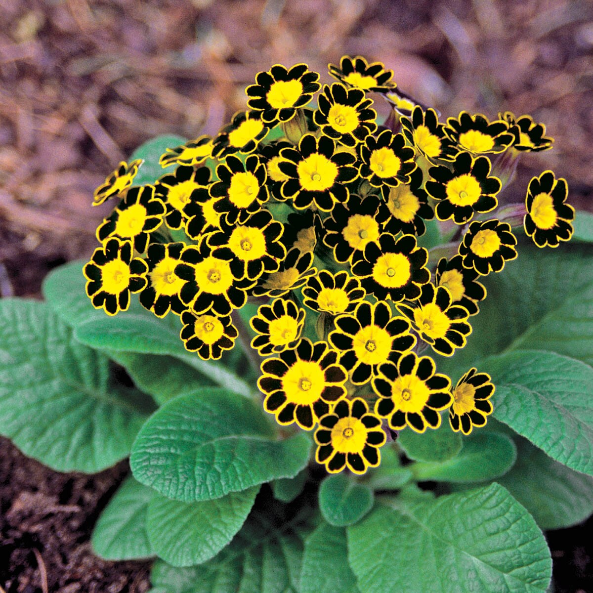 Spring Hill Nurseries 87687 perennials - View #2