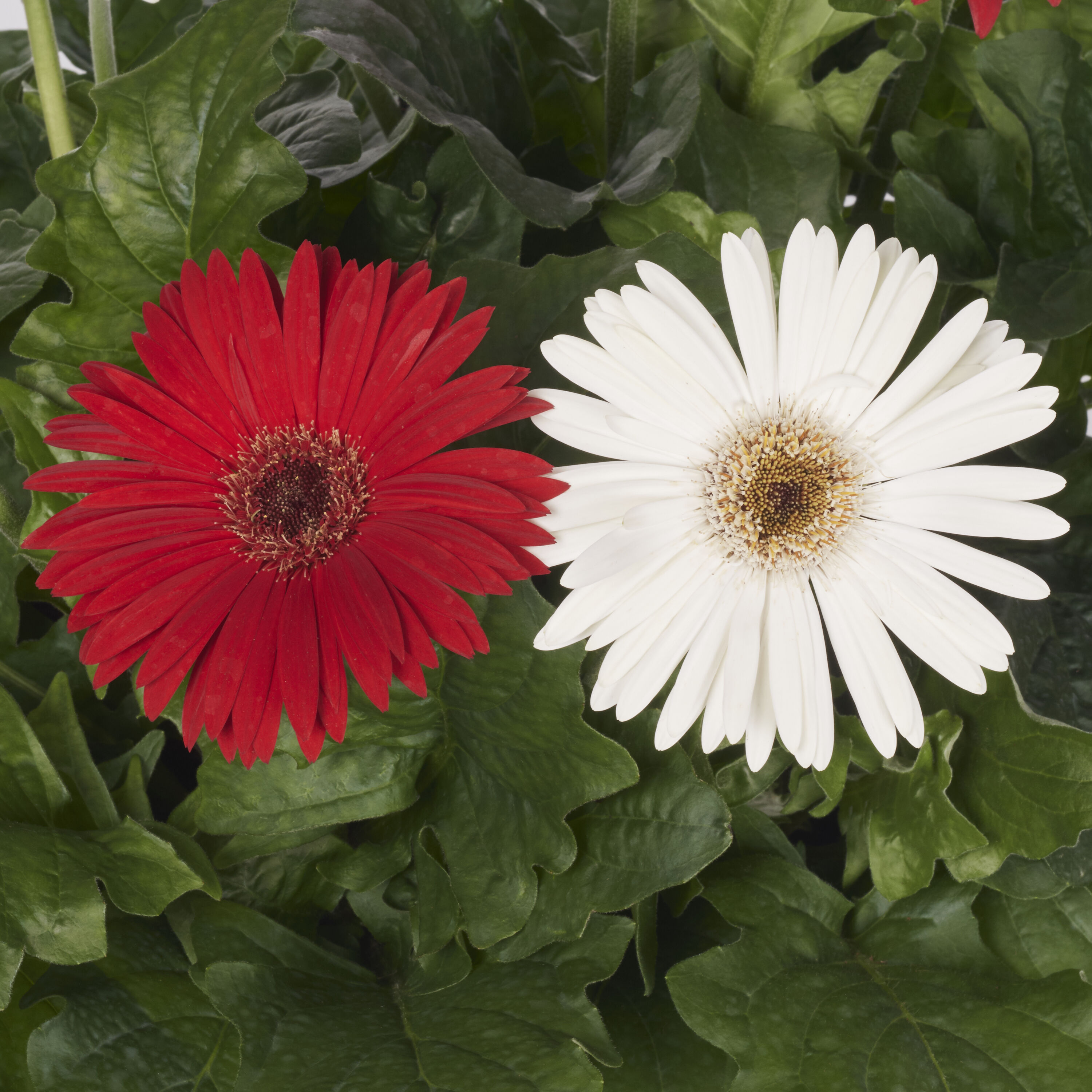 Lowe's 232807 annuals - View #4