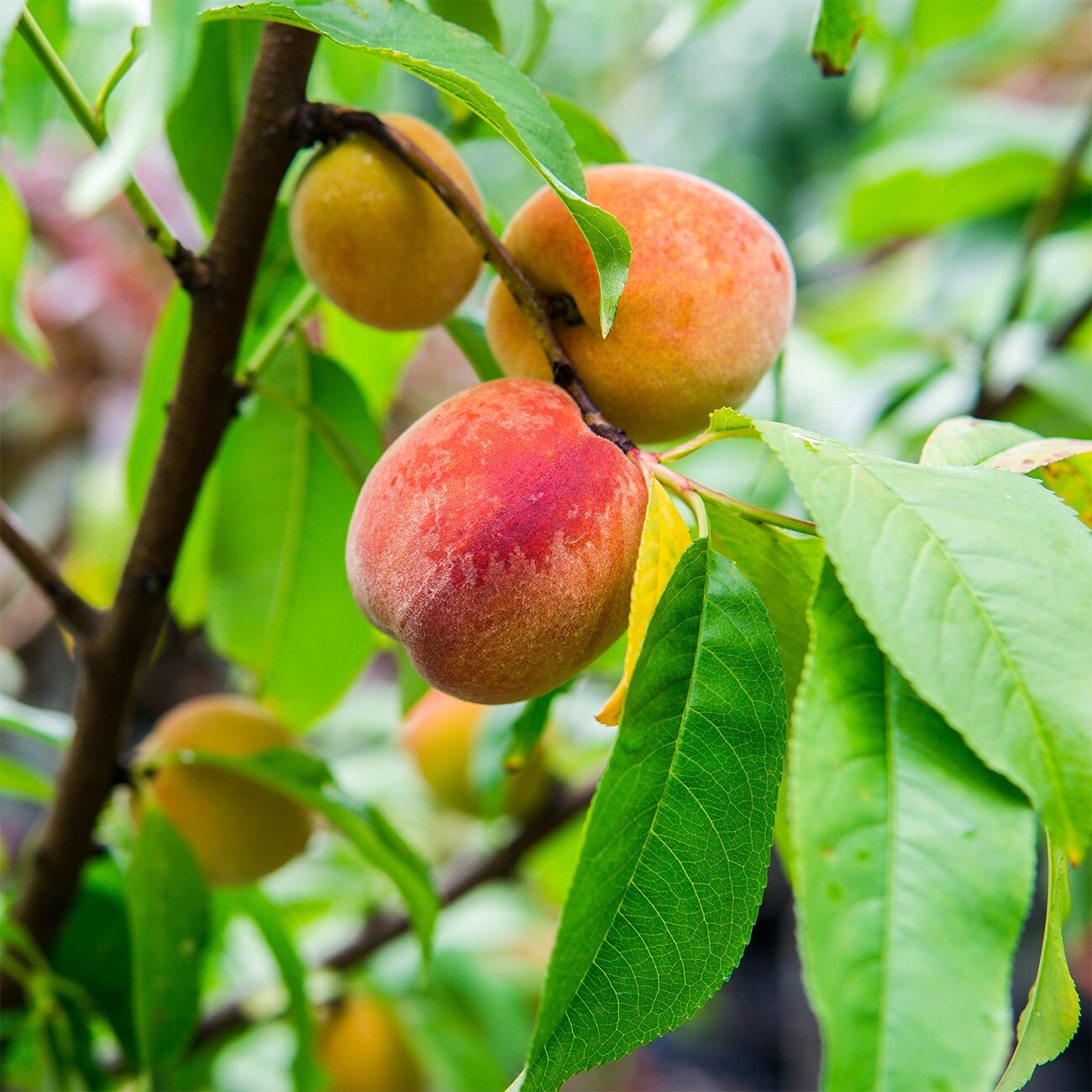 Peach Trees - Flordaking