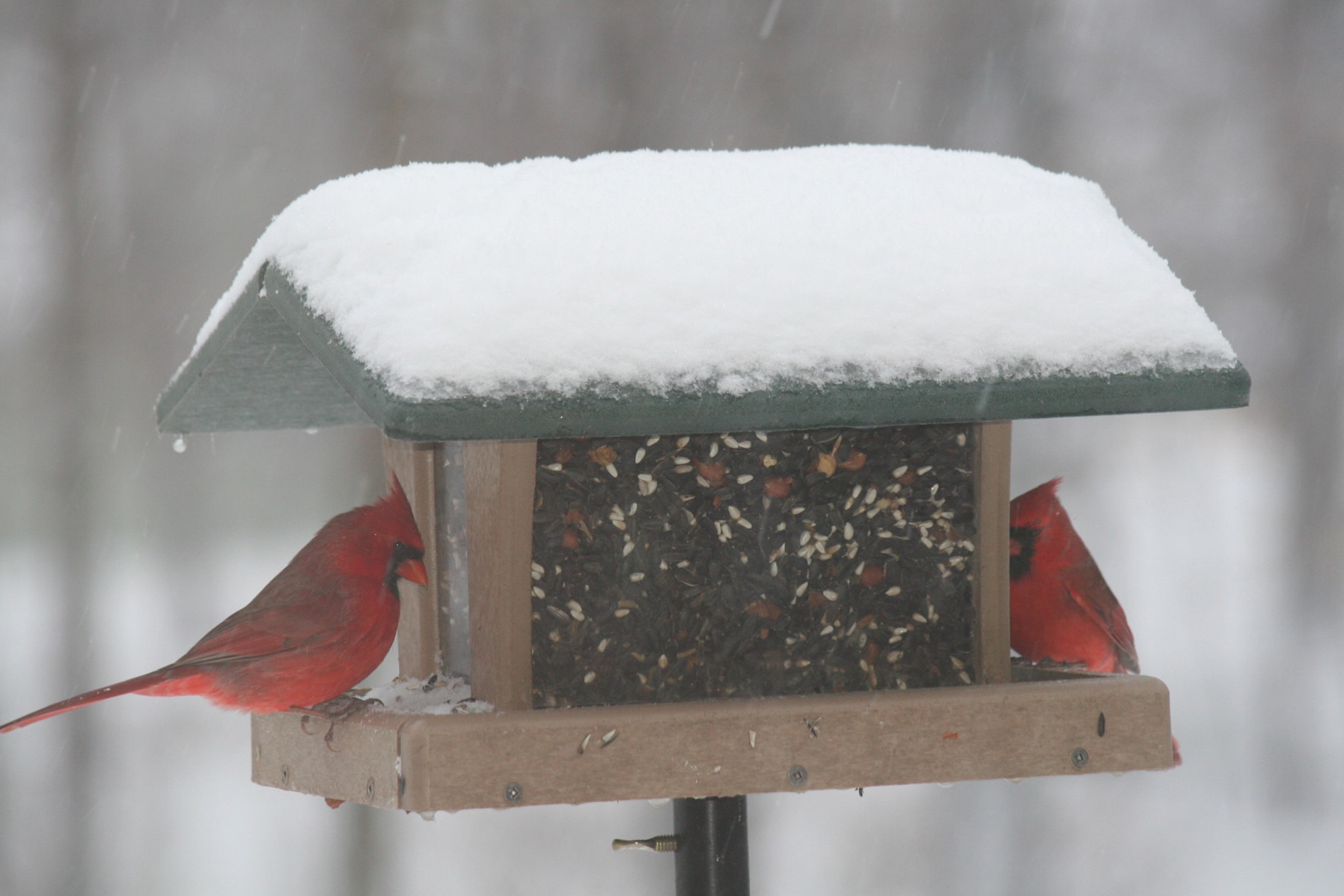 BIRDS CHOICE SN4-200S Bird-Feeders - View #6