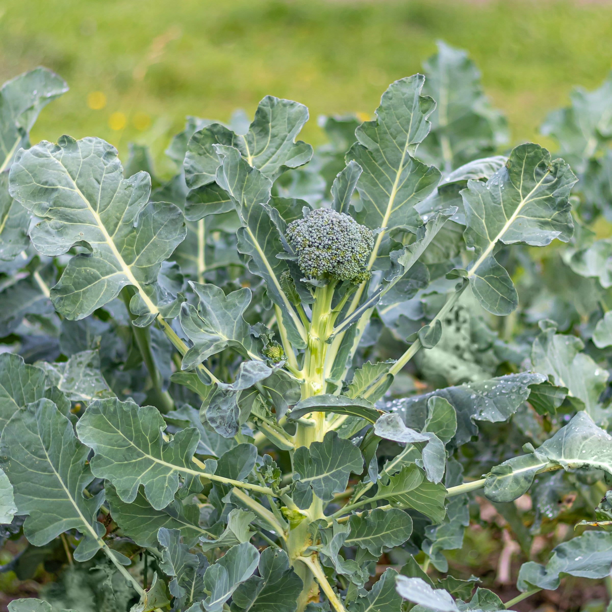 National Plant Network LW2275 Vegetable-Plants - View #4