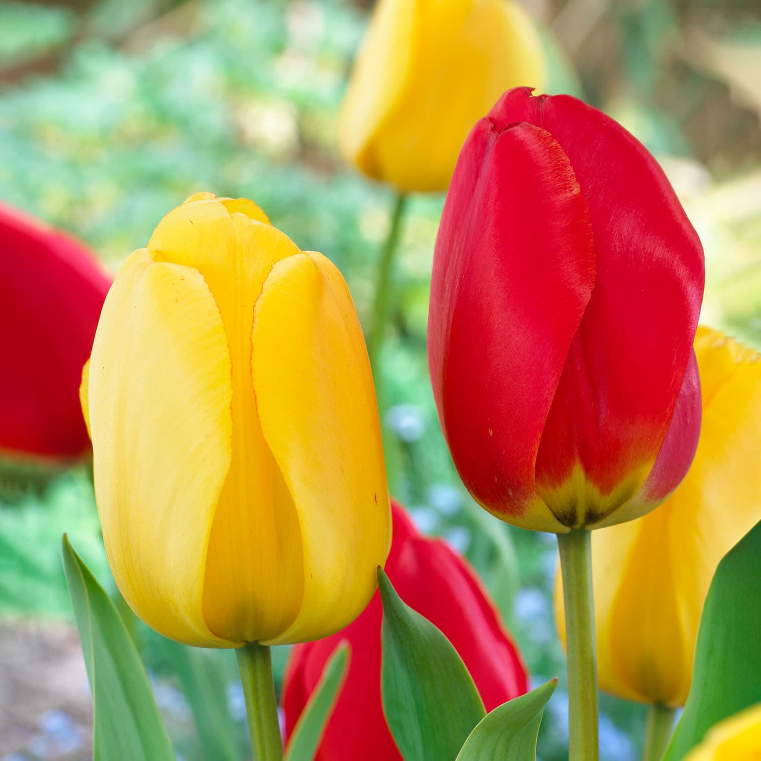 Garden State Bulb ECF-130-100-04 Multicolor Yellow and Red Mix Darwin Hybrid Tulip Bulbs 100 Count