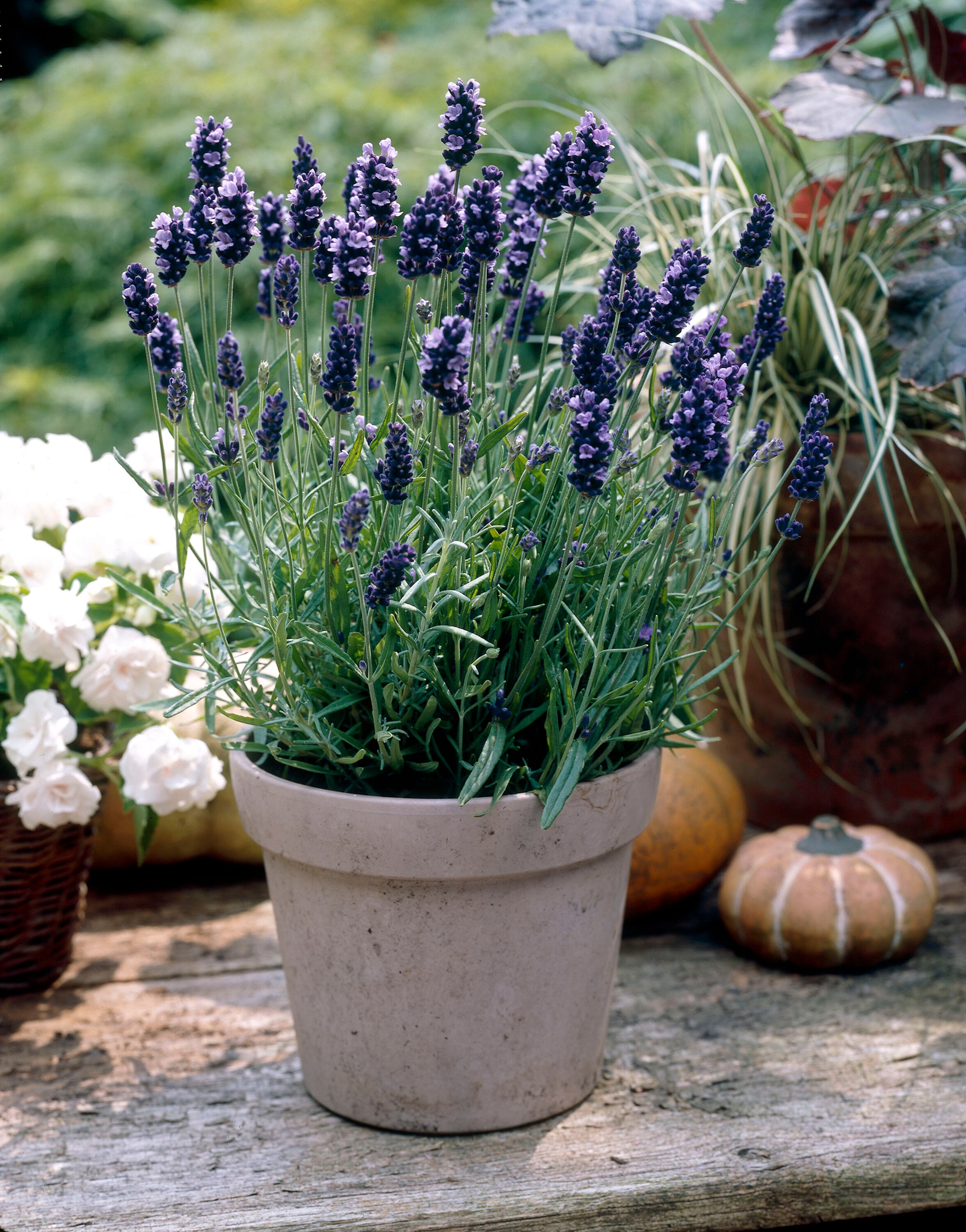 National Plant Network LW1577 perennials - View #4