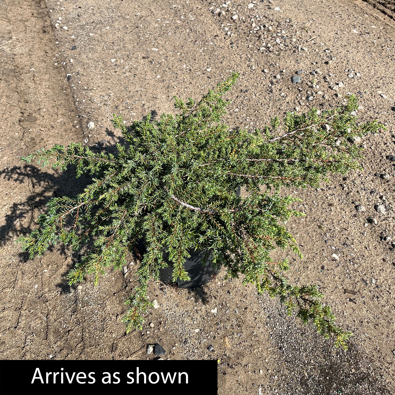 Spring Hill Nurseries 93763 shrubs - View #4
