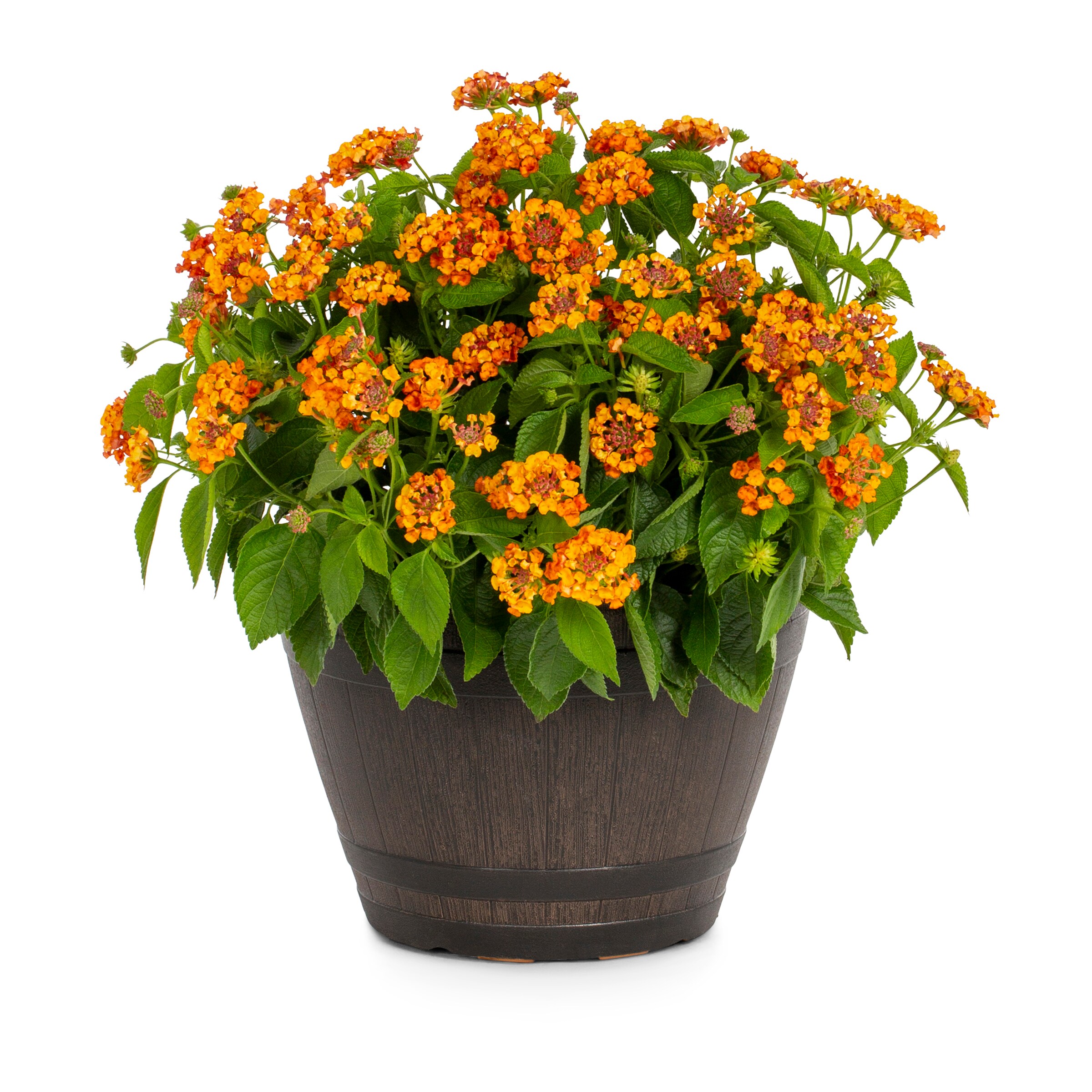 Lowe's Multicolor Lantana in 1.15-Gallon Planter in the Perennials ...