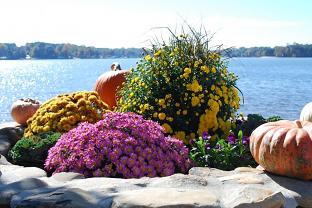 Lowe's NURSERY annuals - View #2