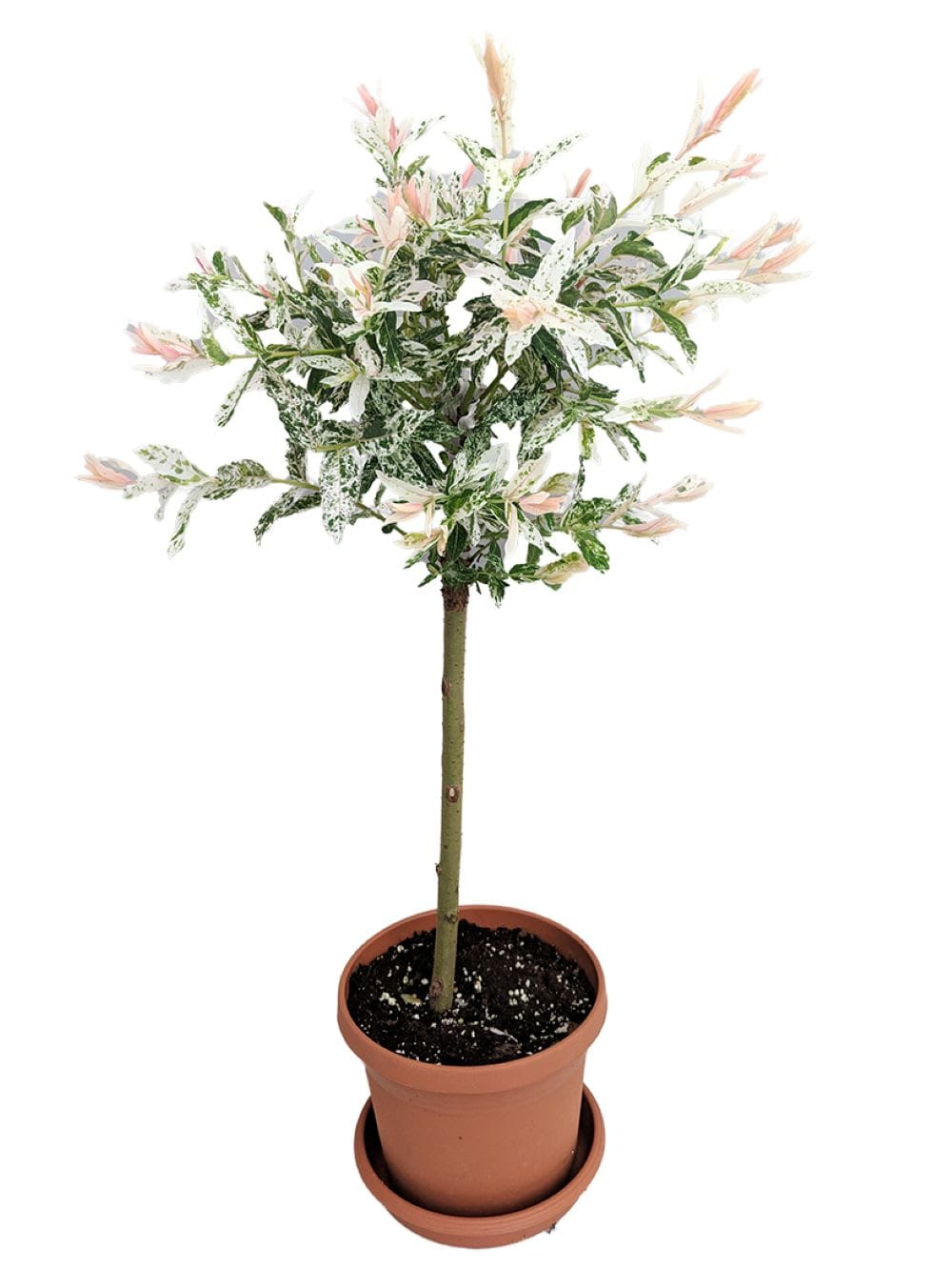 Hirt's Gardens - Pink Beauty Hakuro Nishiki Japanese Willow - Outdoors - 6 inch Pot