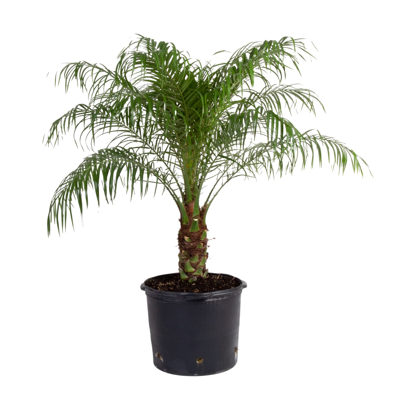 Lowes palm tree discount