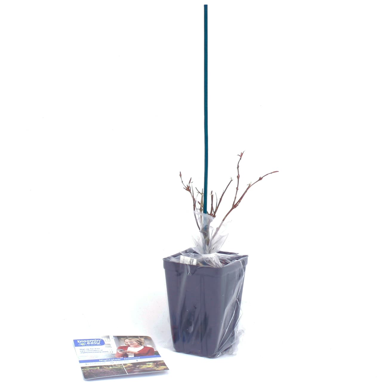 Van Zyverden 82901 Plant-Bulbs - View #7