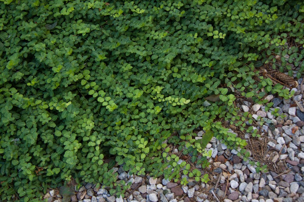 Gardens Alive! 08622 Ground-Cover - View #3
