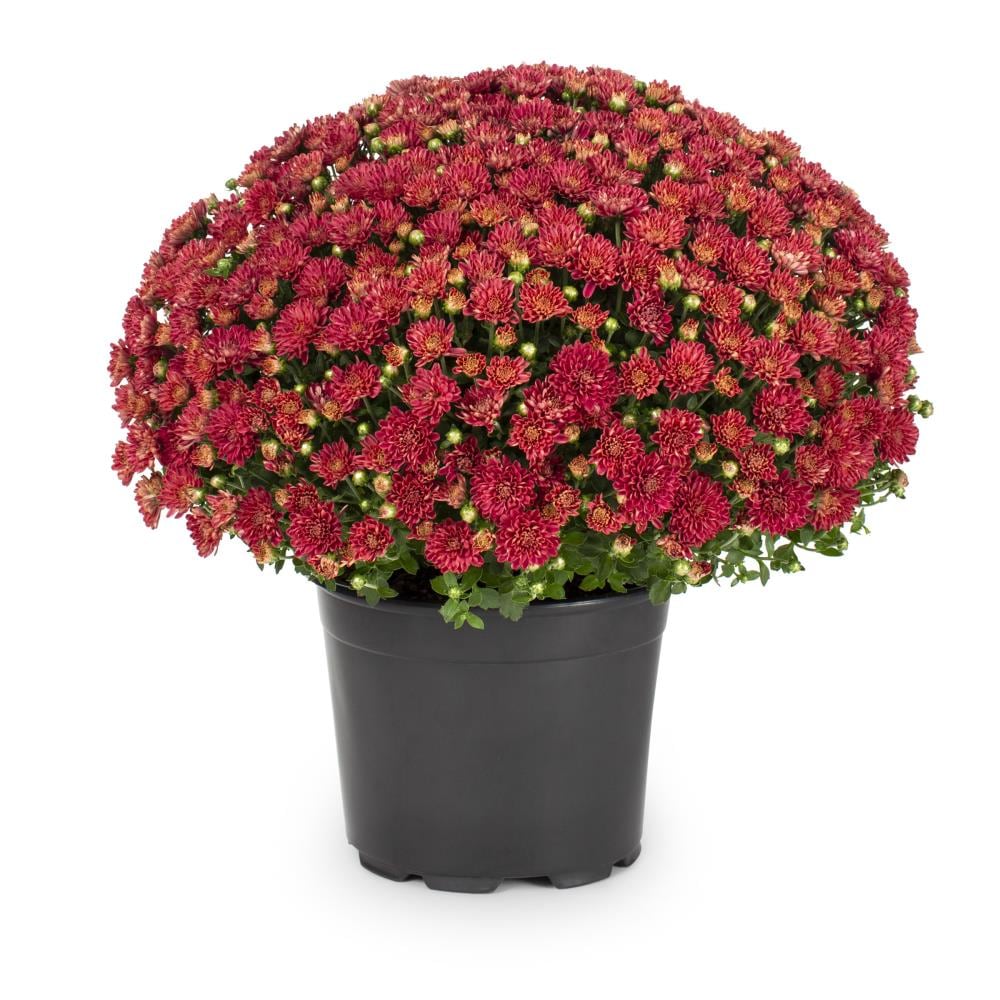 Lowe's Red Mum in 3-Quart Pot NURSERY at Lowes.com