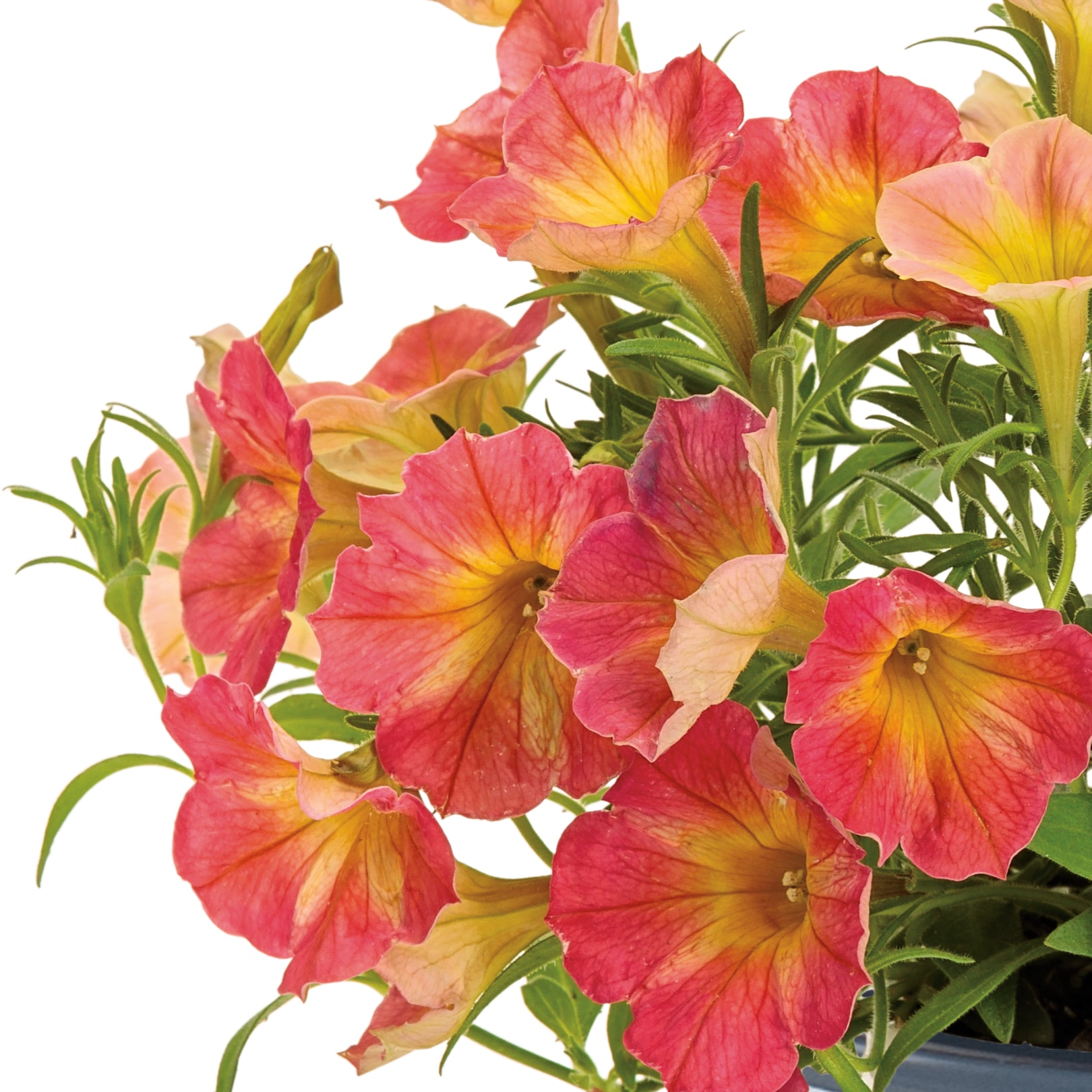 Lowe's NURSERY annuals - View #2