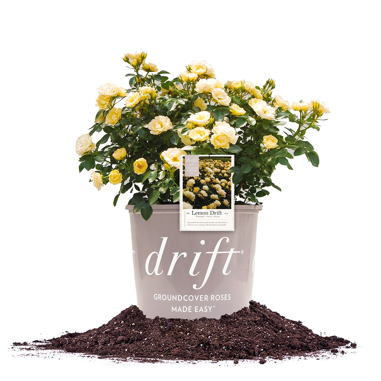 Perfect Plants LOLEMONDRIFTROSE1G Yellow Lemon Drift Rose 1 -Gallon Pot