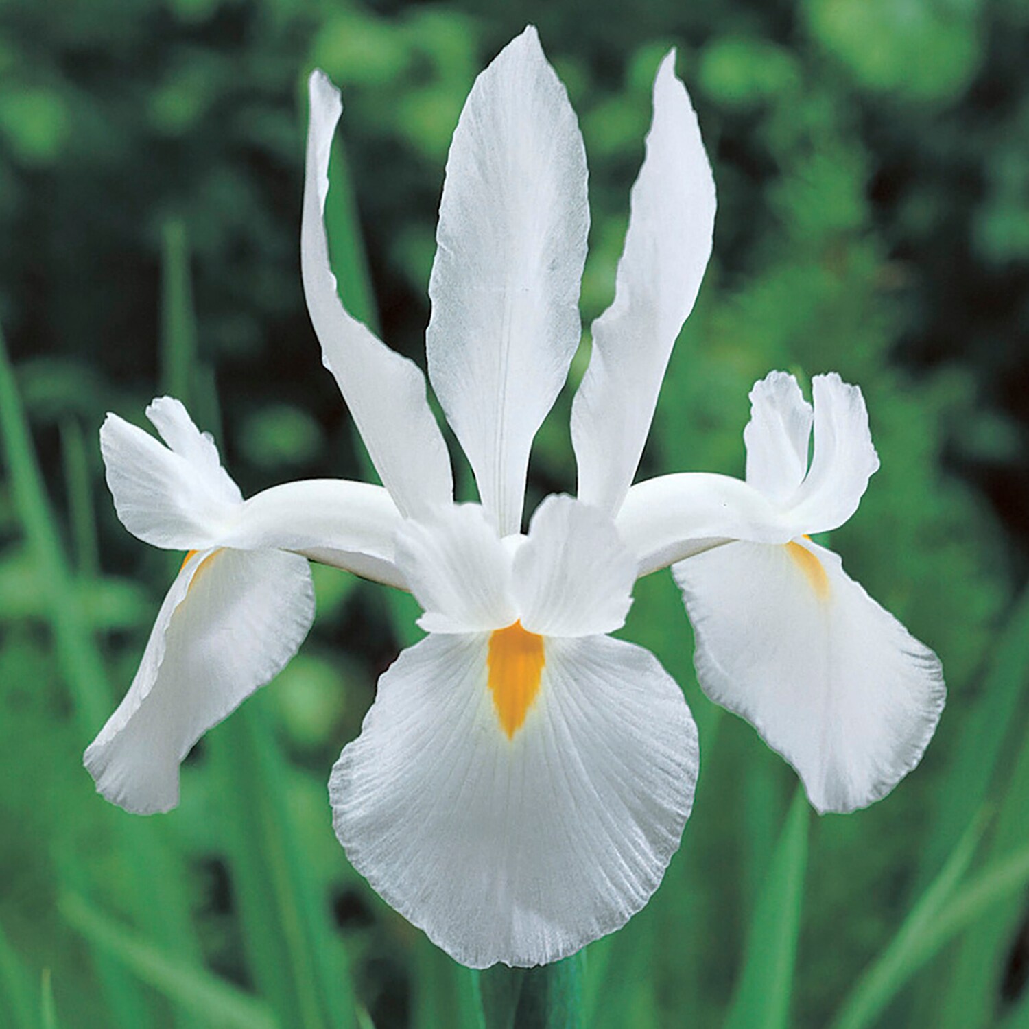 Dutch Iris - Van Zyverden