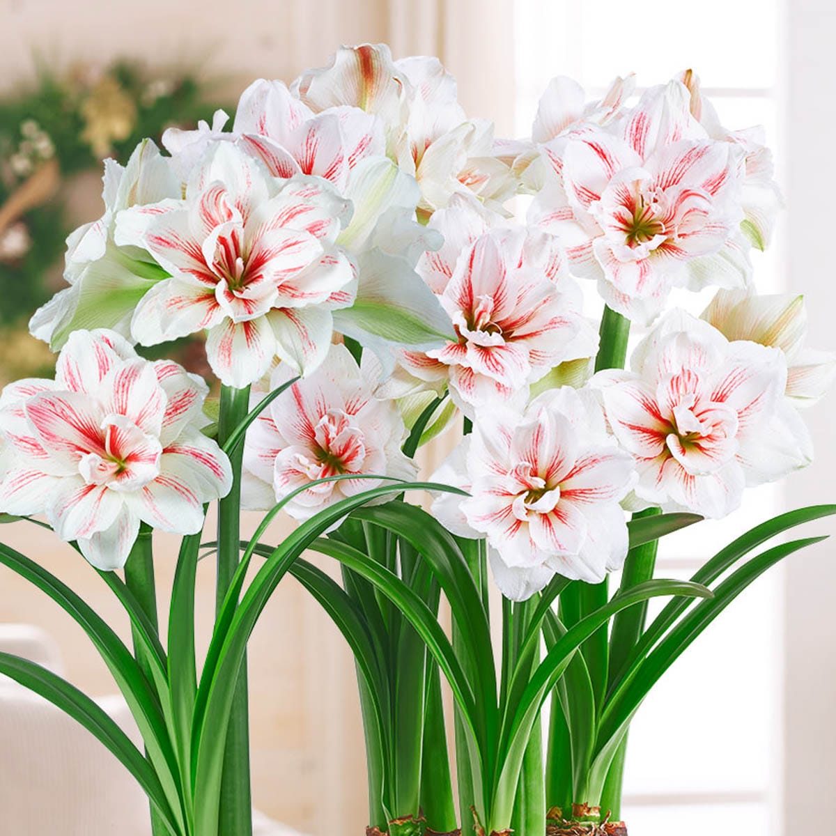 Breck's 91338 Plant-Bulbs - View #2