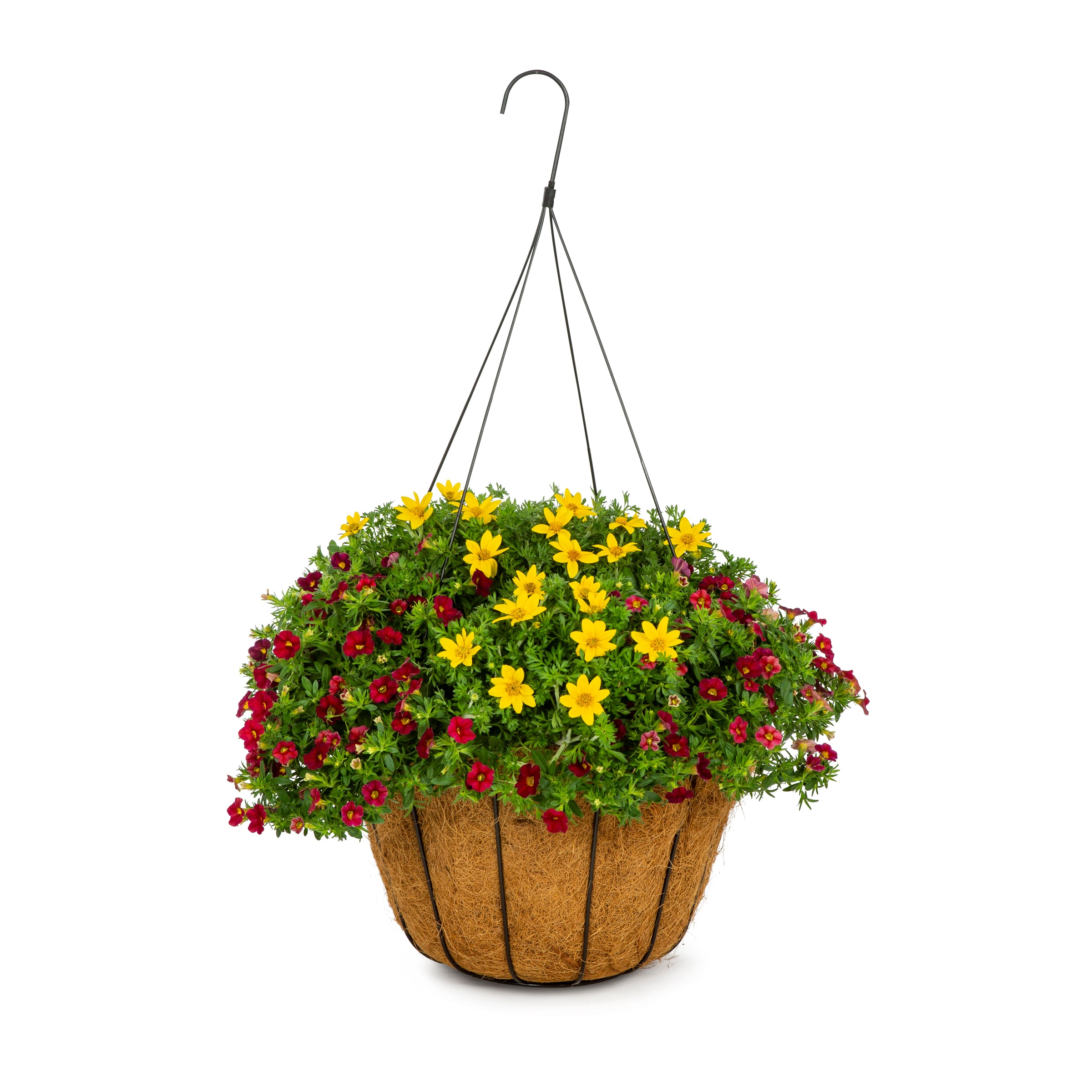 Lowe's NURSERY Multicolor Mixed Annuals Combinations in 2-Gallon Hanging Basket