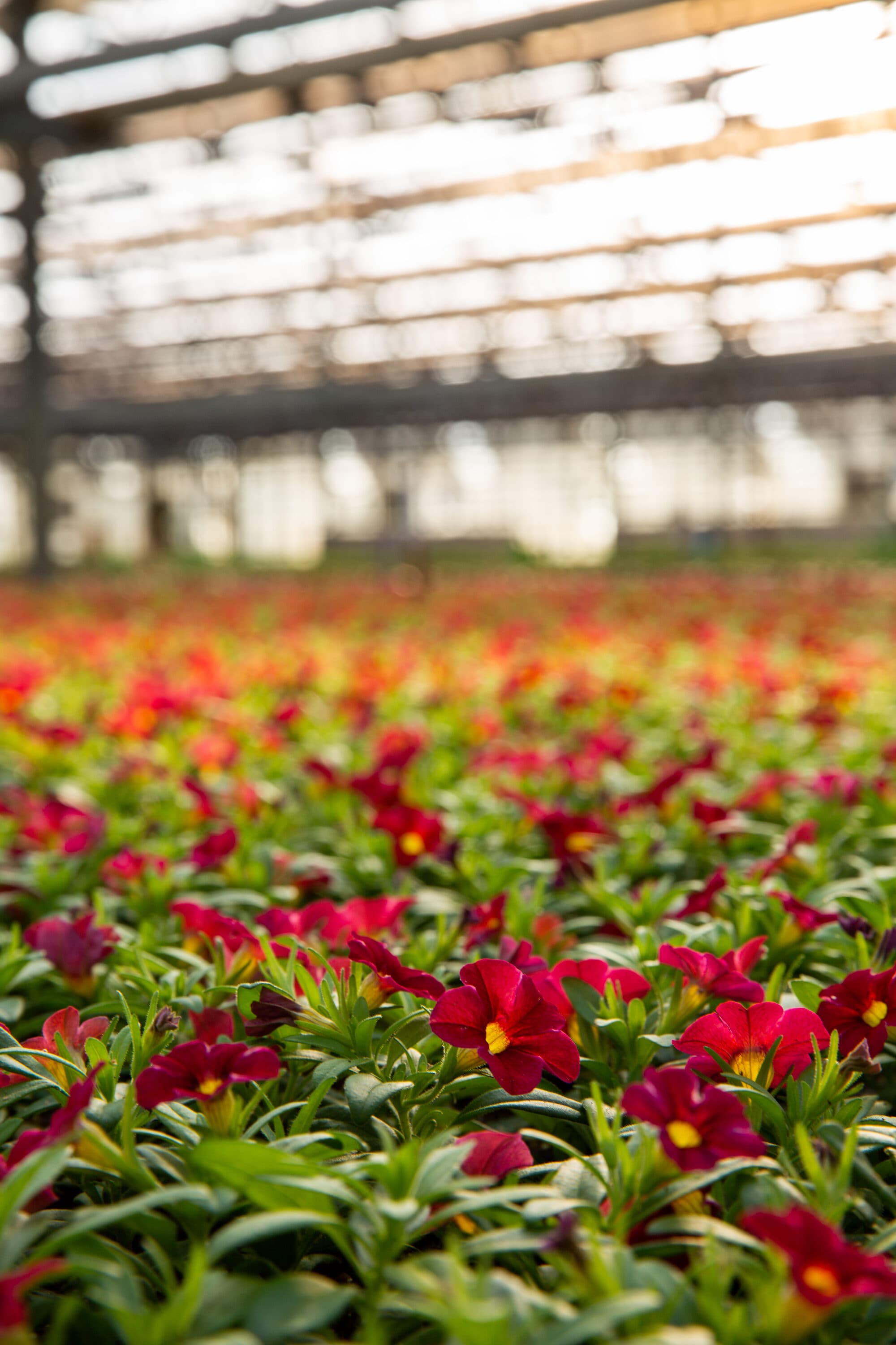 Monrovia 4813 annuals - View #4