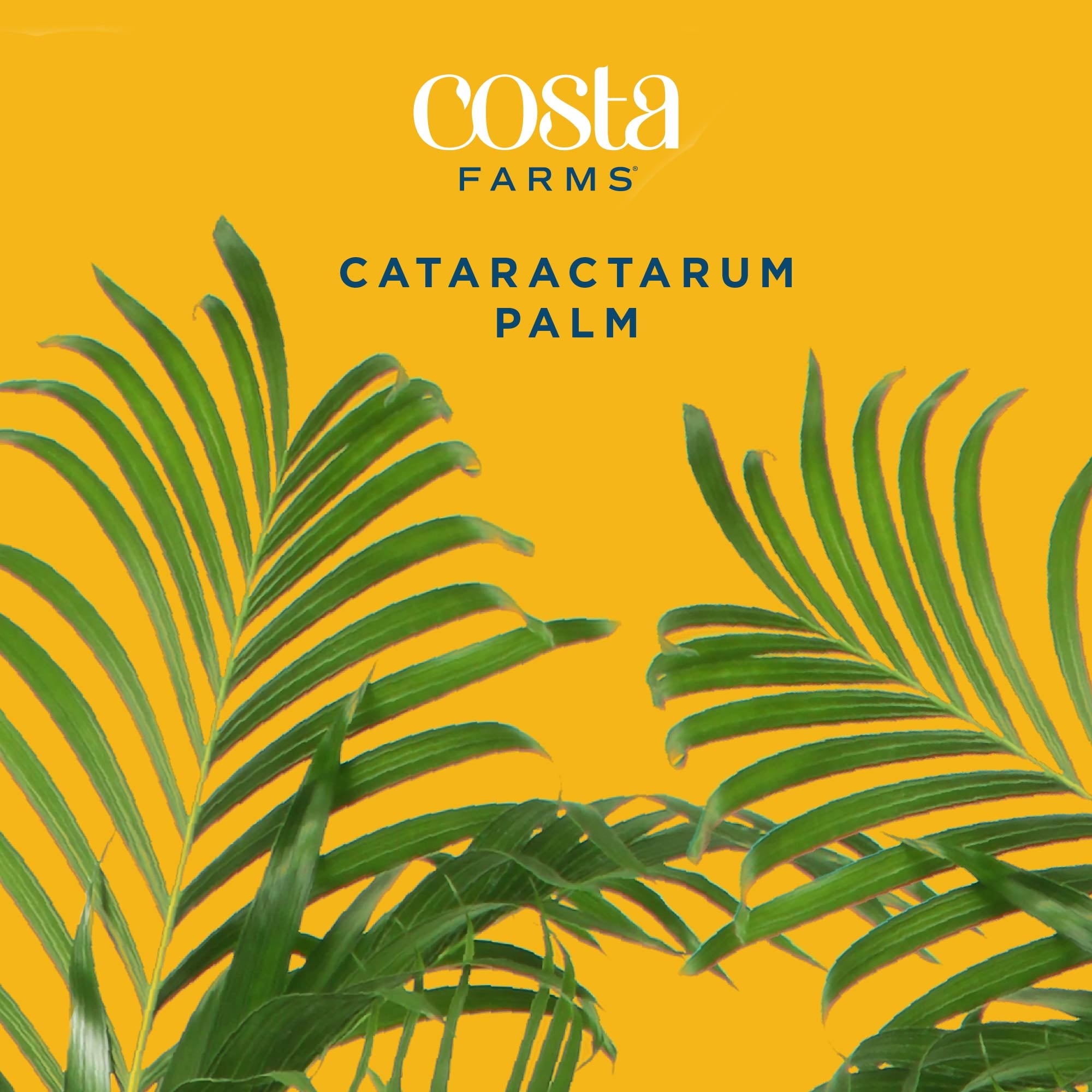 Costa Farms L-CAT-G-POT-01-LW hseplants - View #3