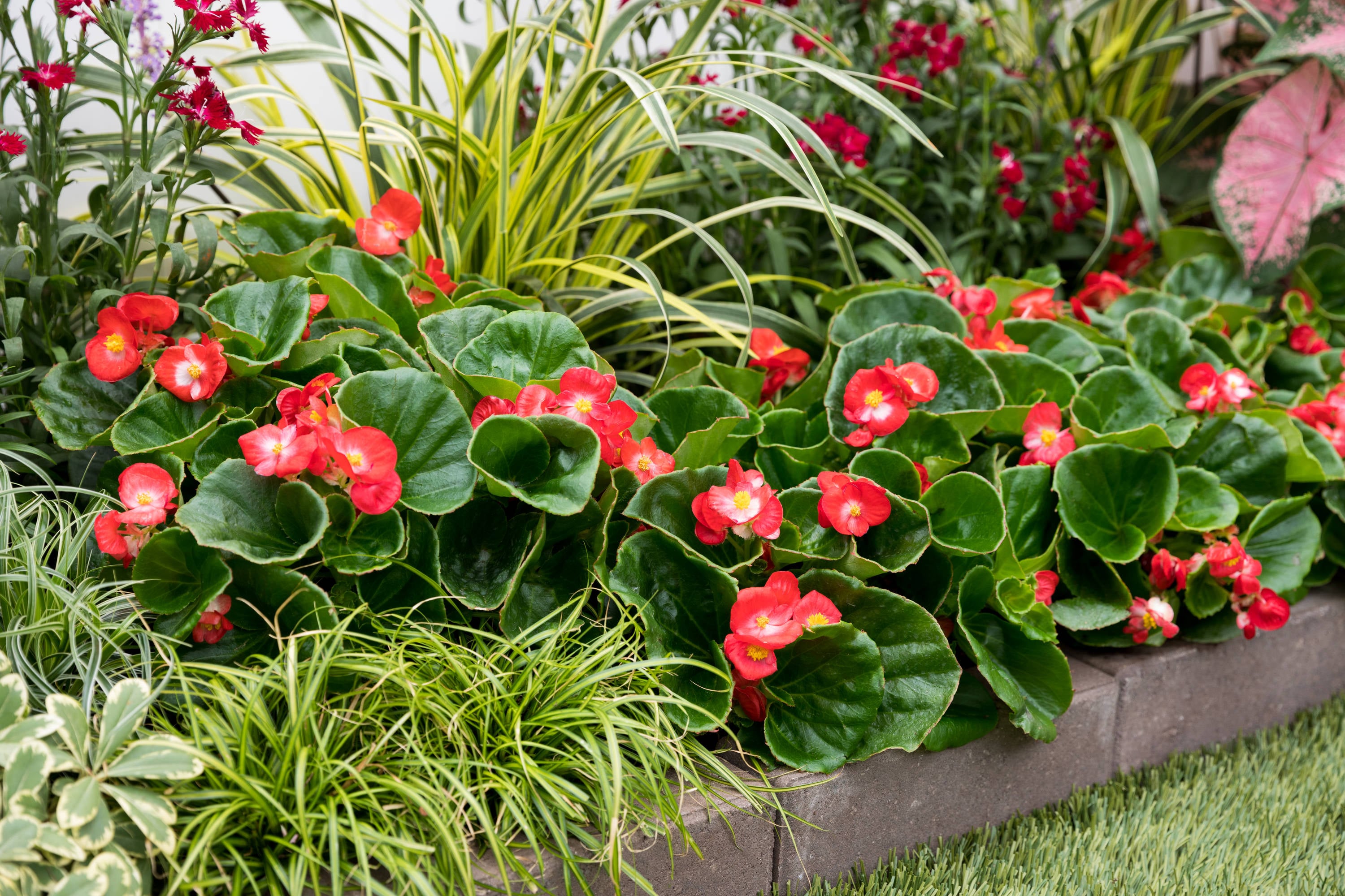 Metrolina Greenhouses 5049 annuals - View #4
