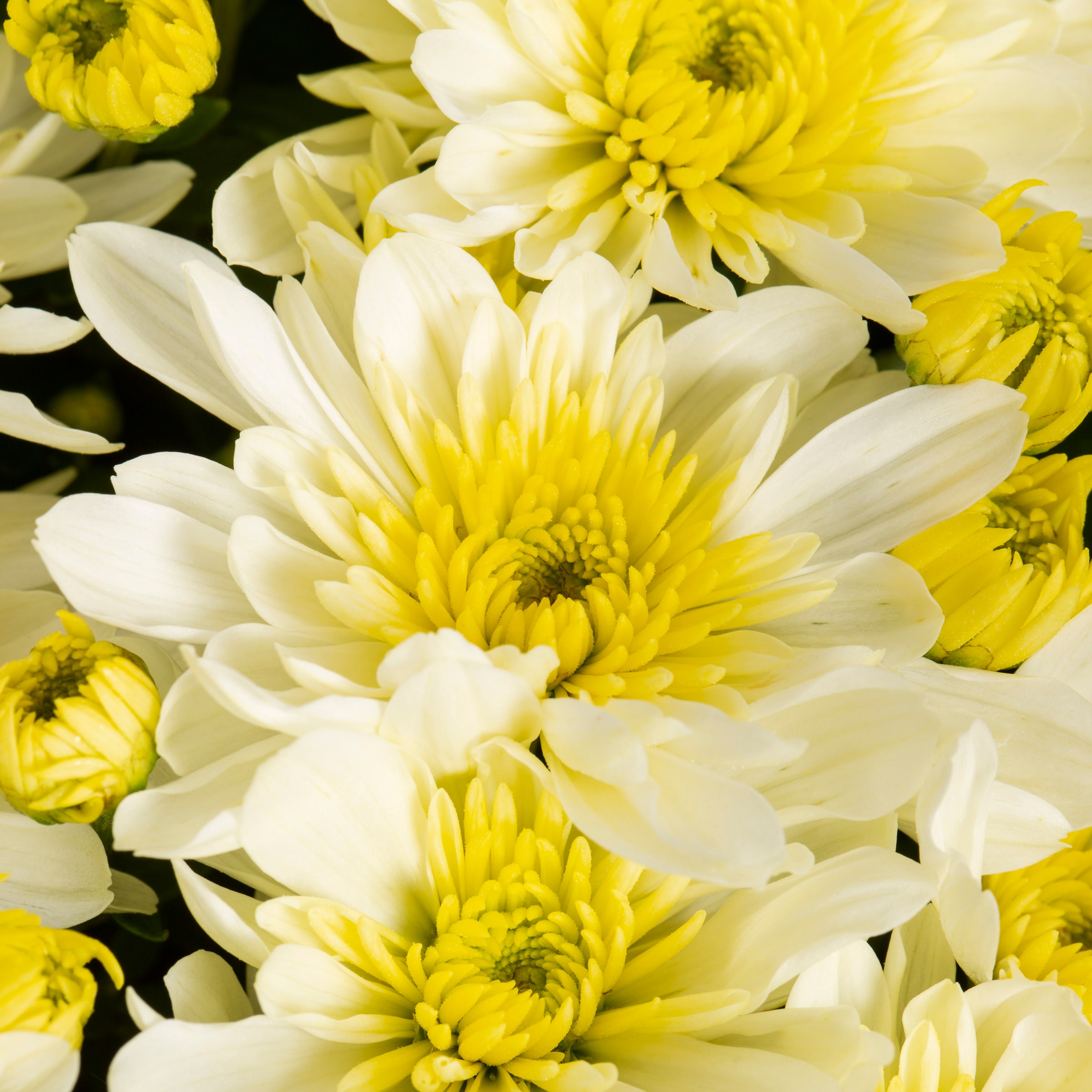 Lowe's NURSERY annuals - View #2