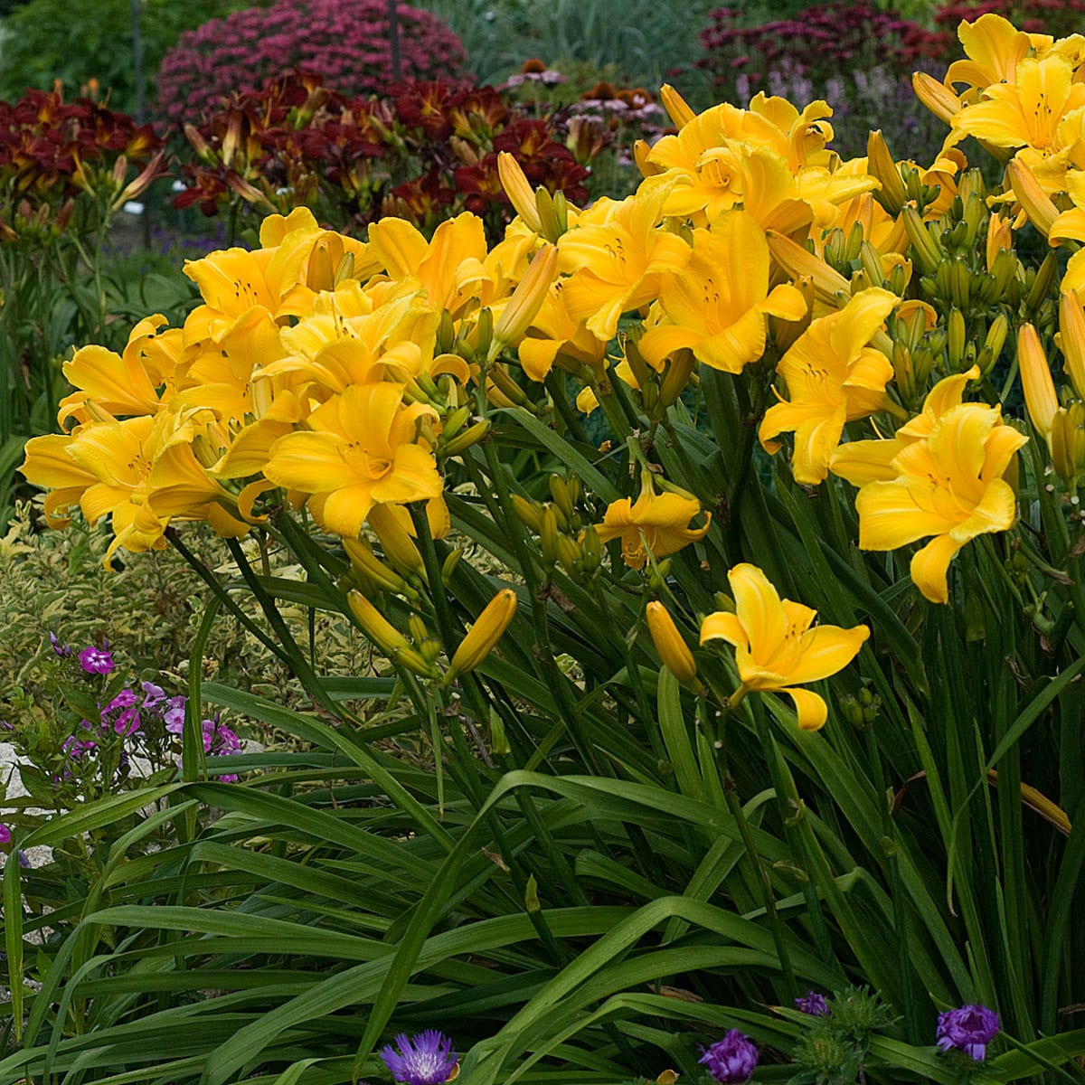 Spring Hill Nurseries 92320 perennials - View #2