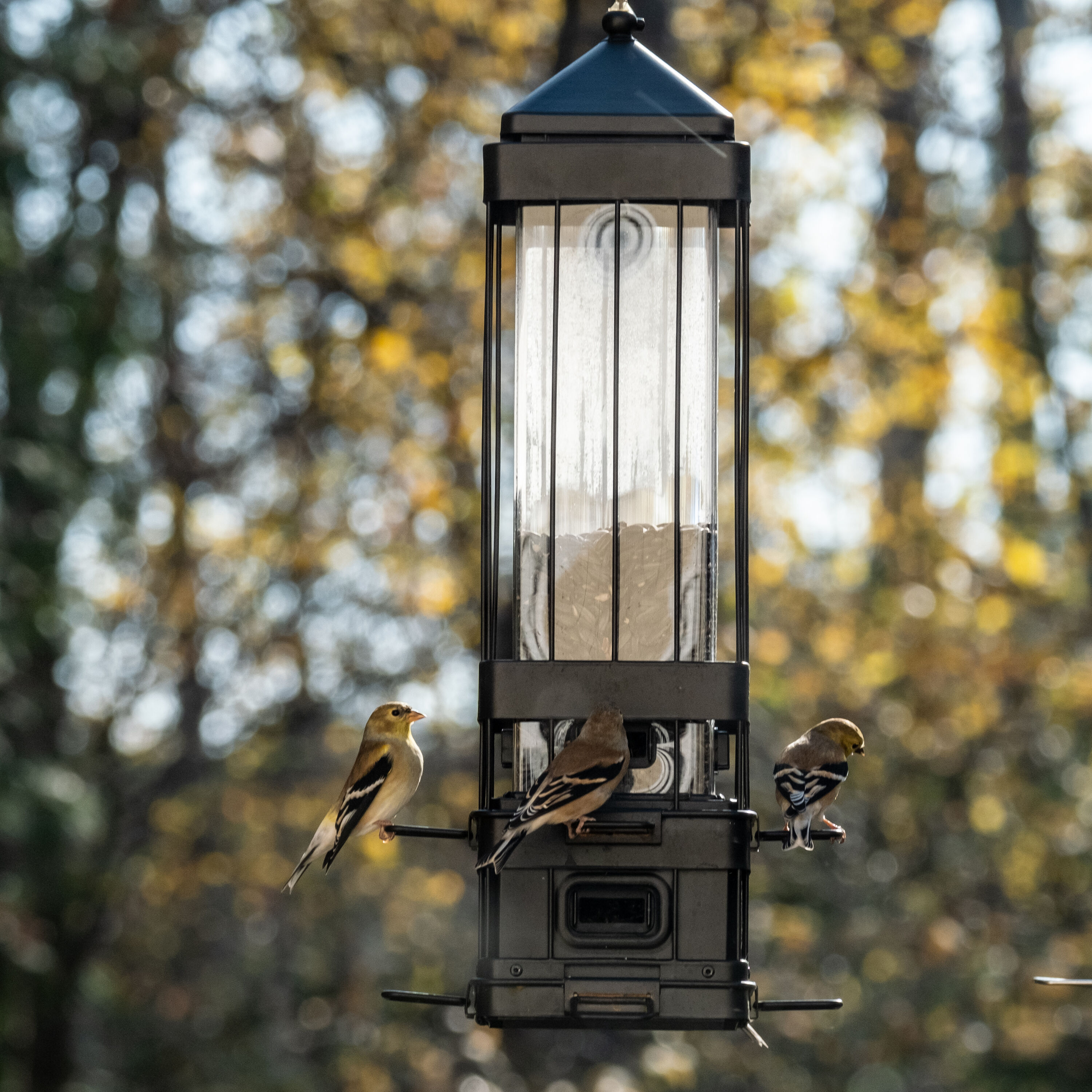 Black Metal and Plastic Hanging Squirrel-Resistant Bird Feeder