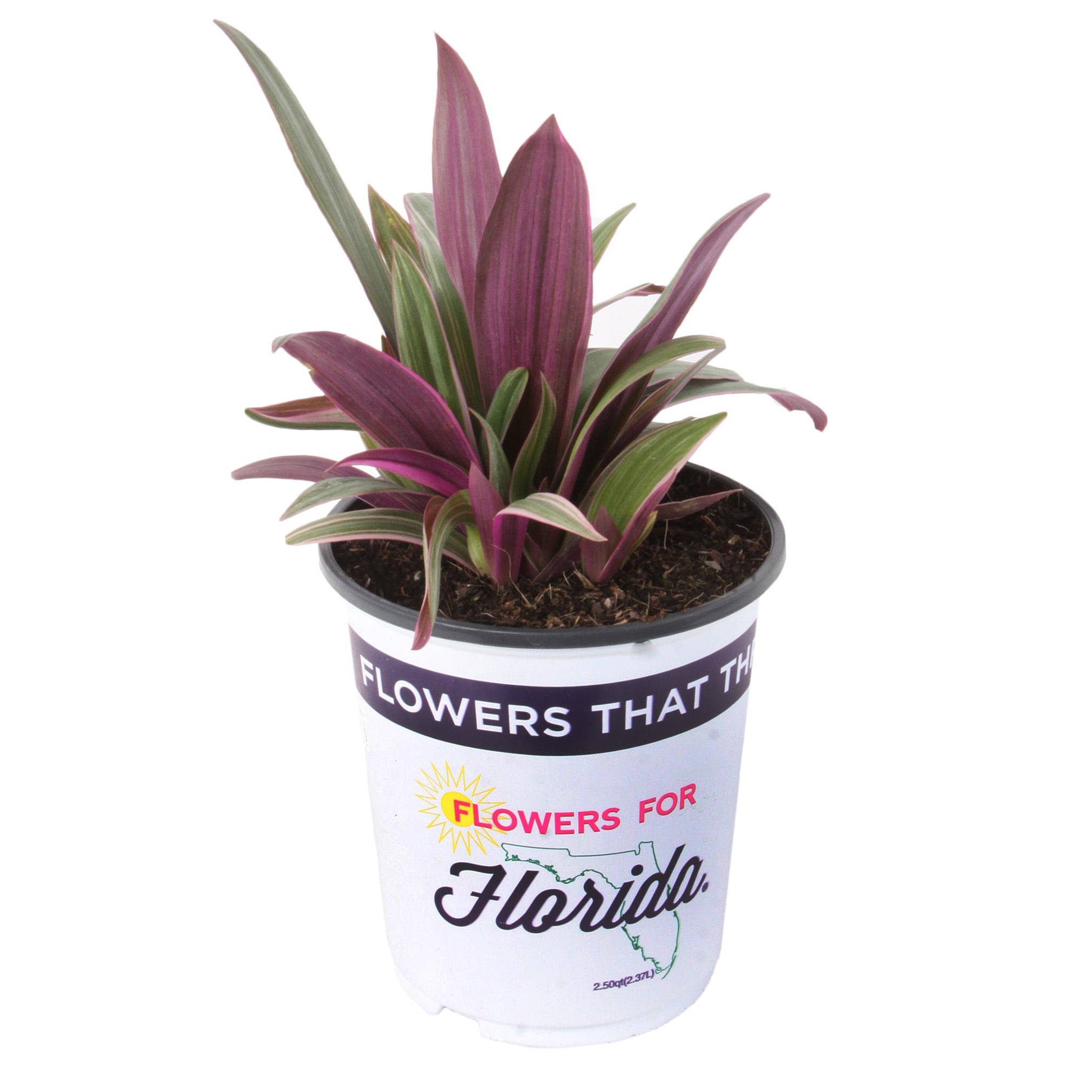 Lowe's 20.20 Quart No Flowers Rhoeo in Pot in the Annuals department ...