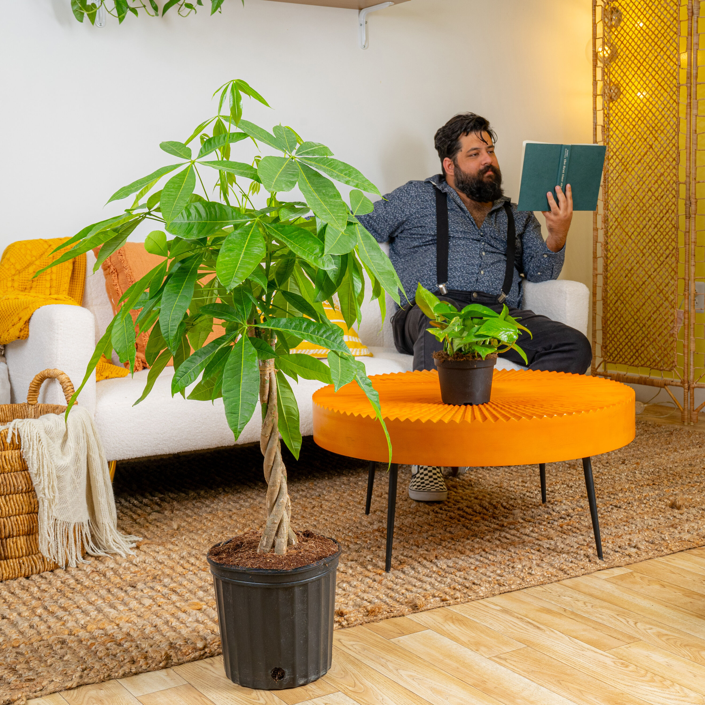 Lowe's 471482 hseplants - View #4