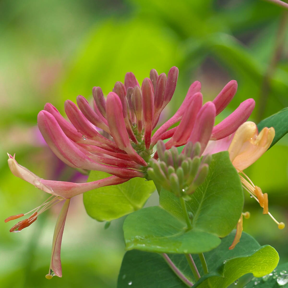 Spring Hill Nurseries in Bareroot Goldflame Honeysuckle Vine in the ...