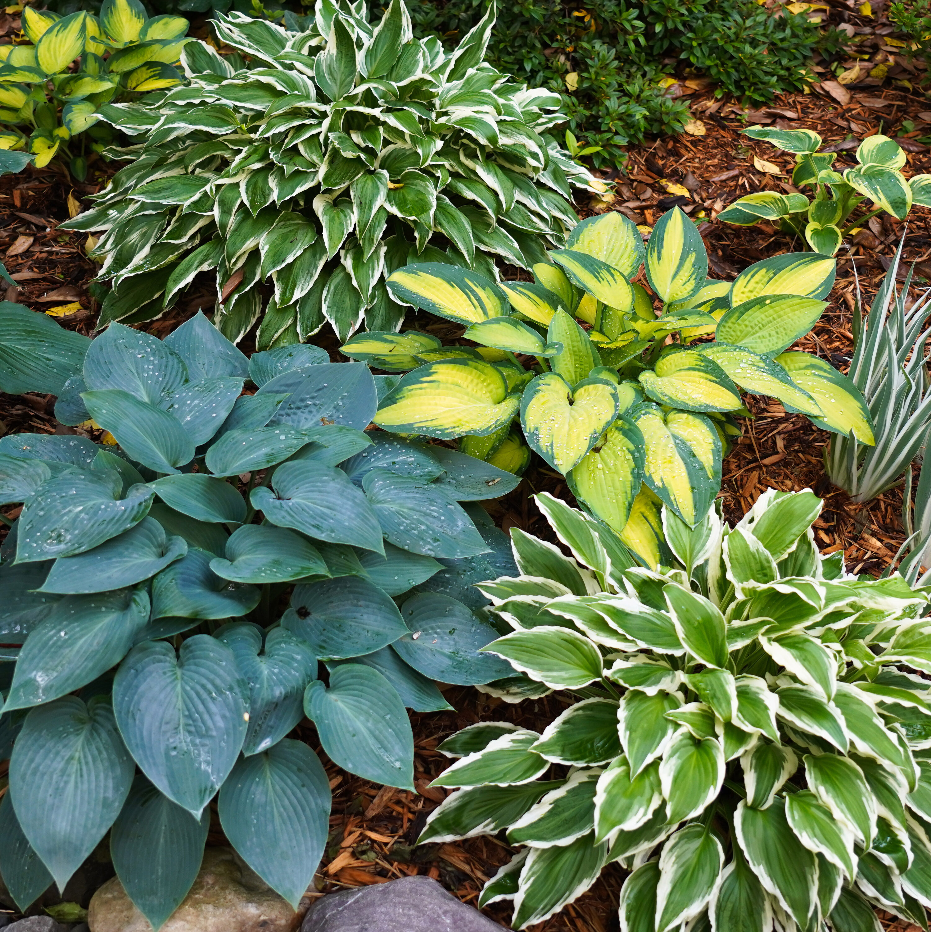 Garden State Bulb ECS-76-12-02 Multicolor Hosta Variegated Mix Bulbs 12 Count