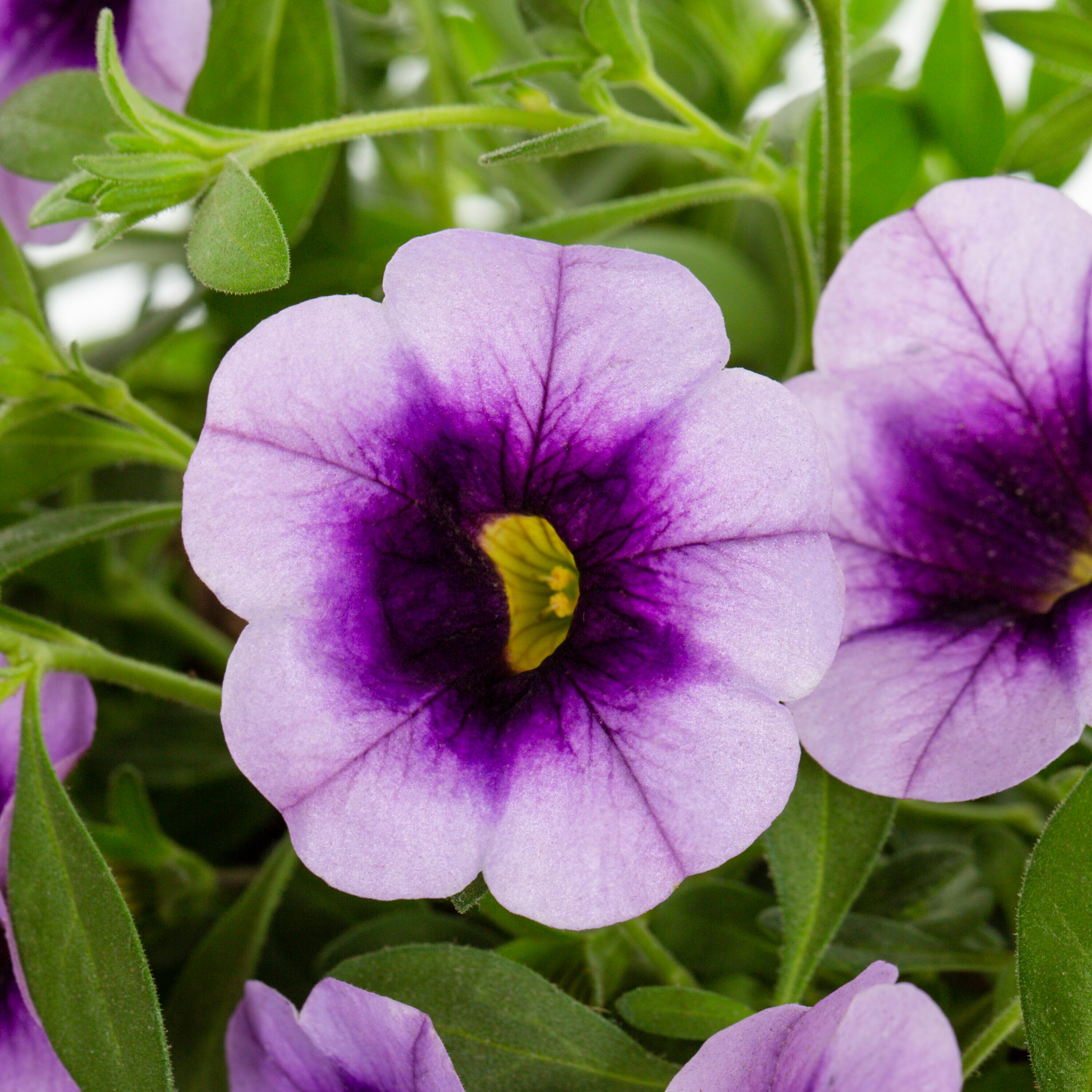 Proven Winners 4895 annuals - View #2