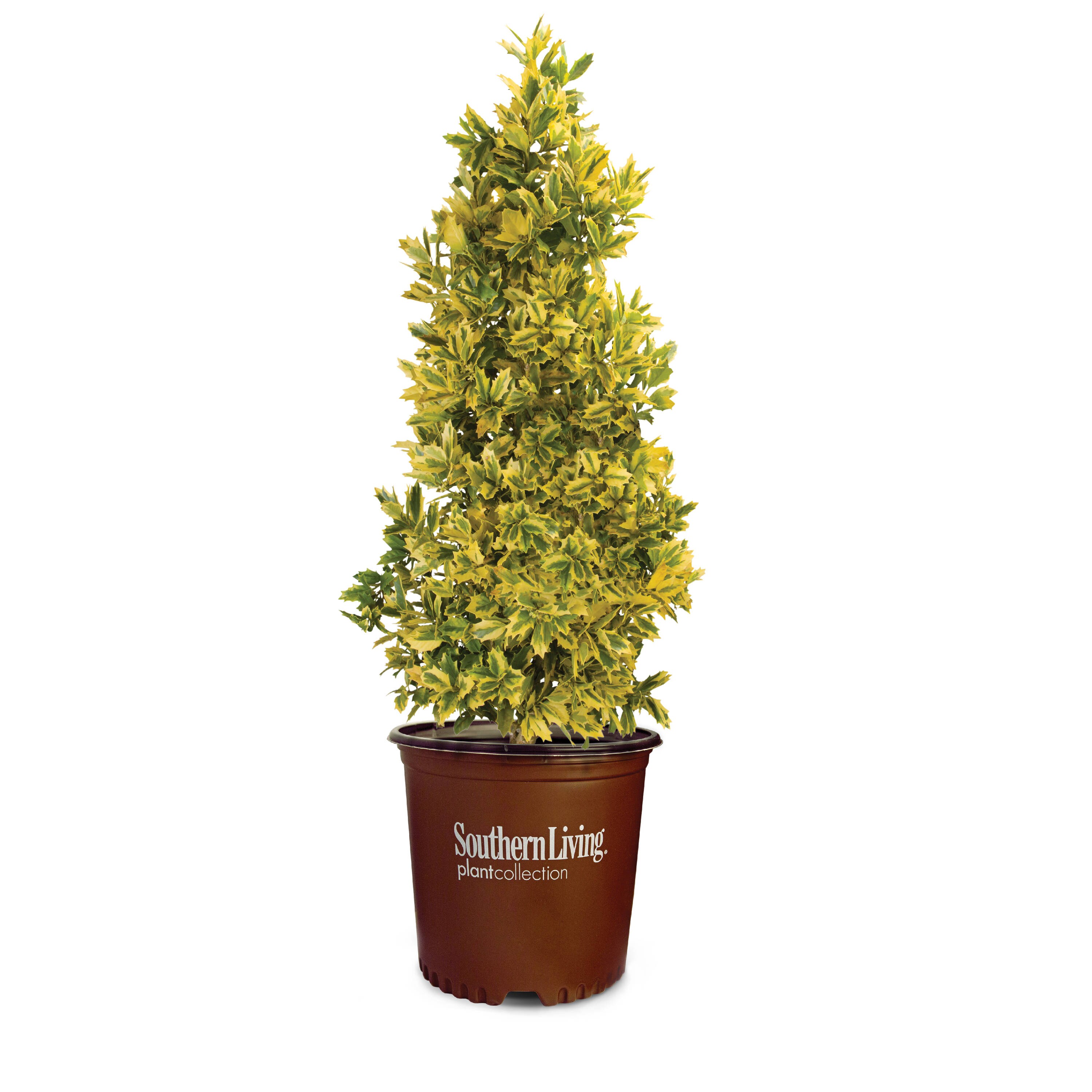 Lowe's 30203 Golden Oakland#174 Holly Accent Shrub in 3.00 -Gallon Pot
