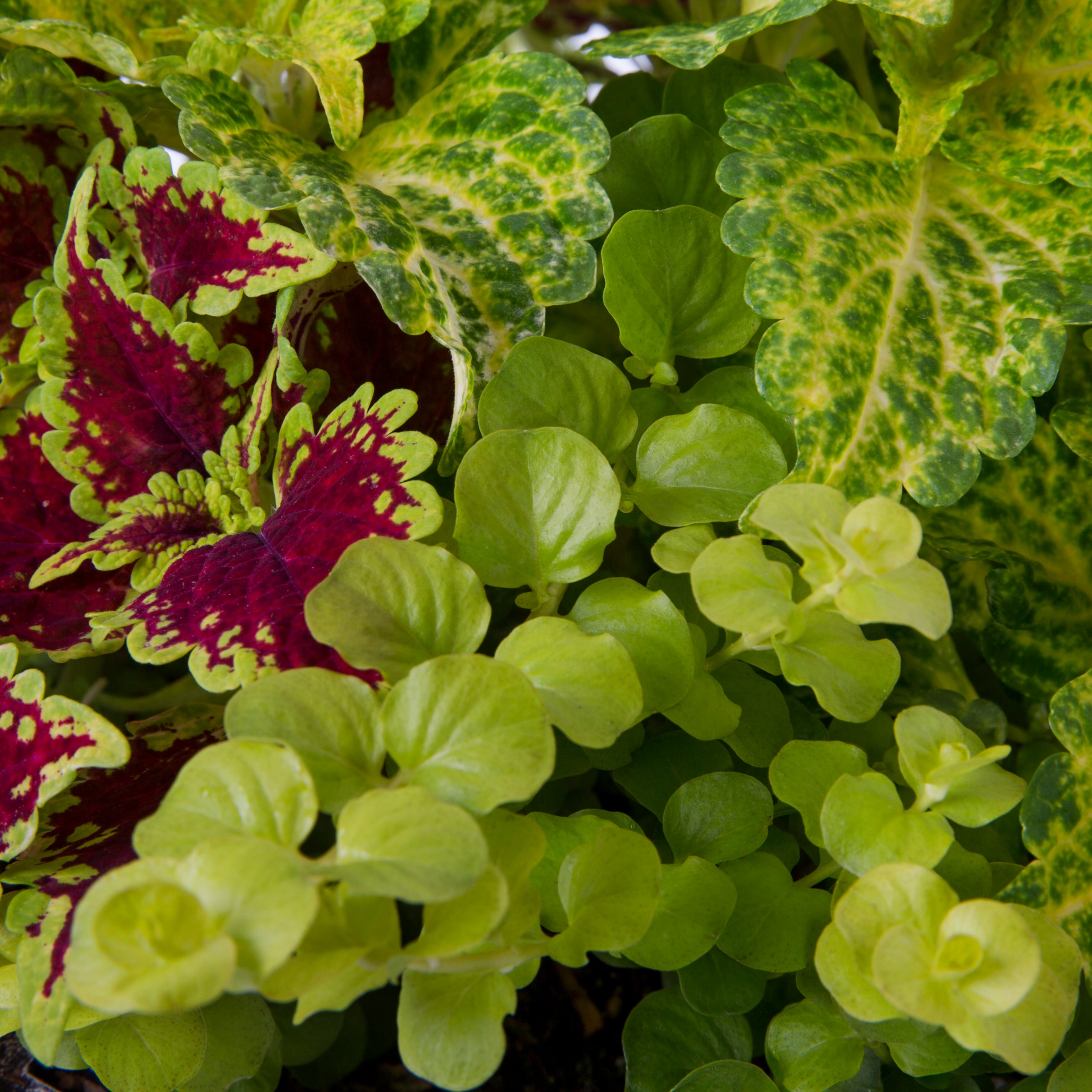Lowe's NURSERY annuals - View #4