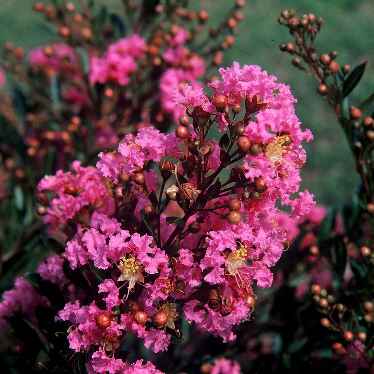 Sweetheart Dazzle® Dwarf Crape Myrtle Shrubs At Lowes.com