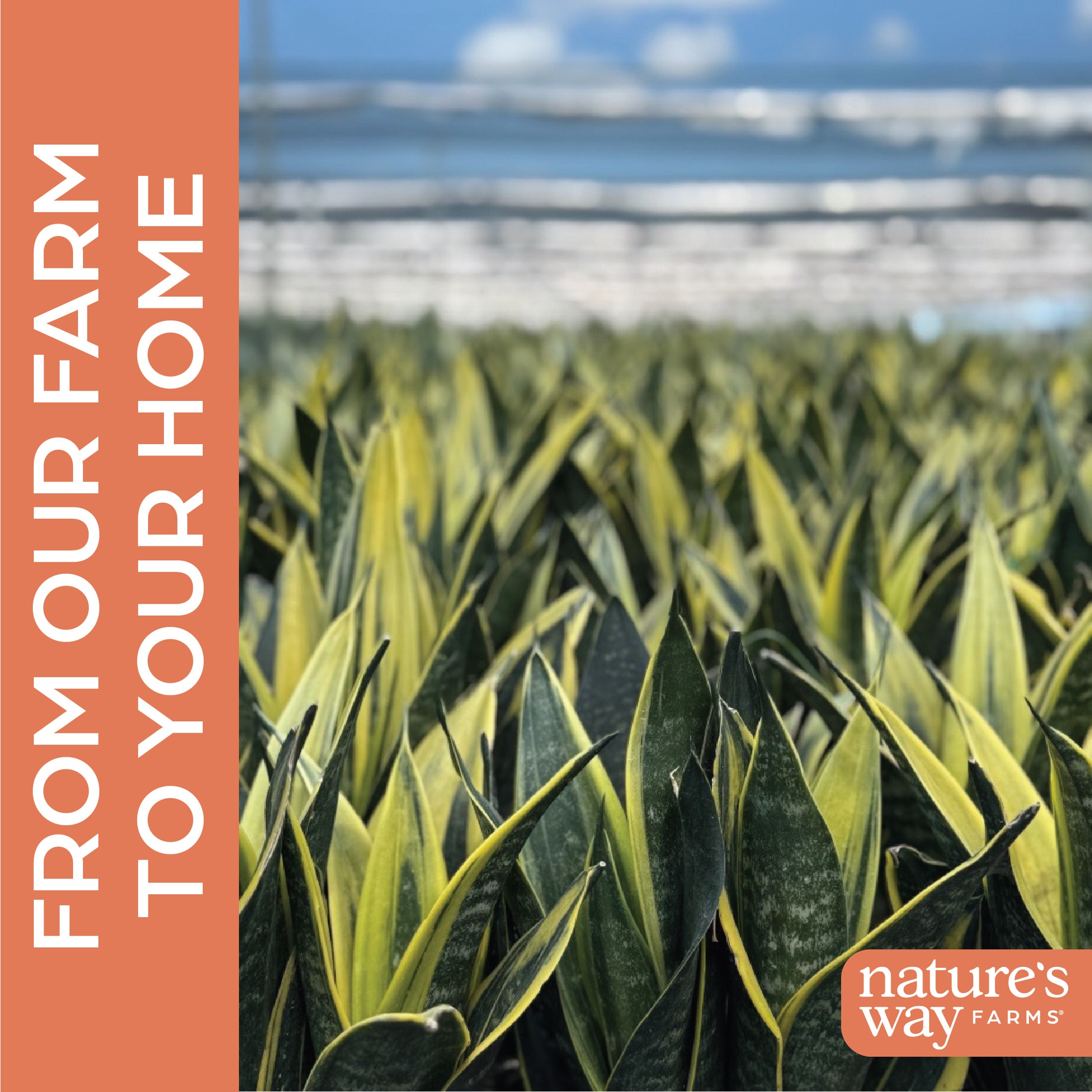 Nature's Way Farms 1035 hseplants - View #4