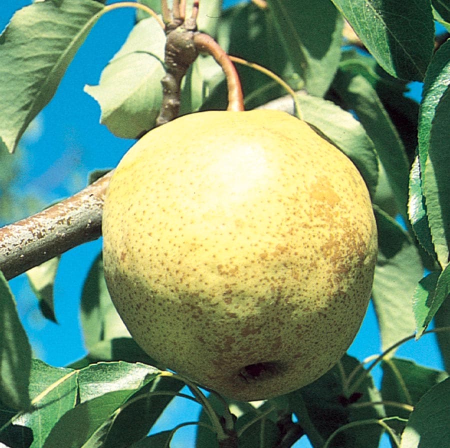 Lowe's NURSERY Pear Plant