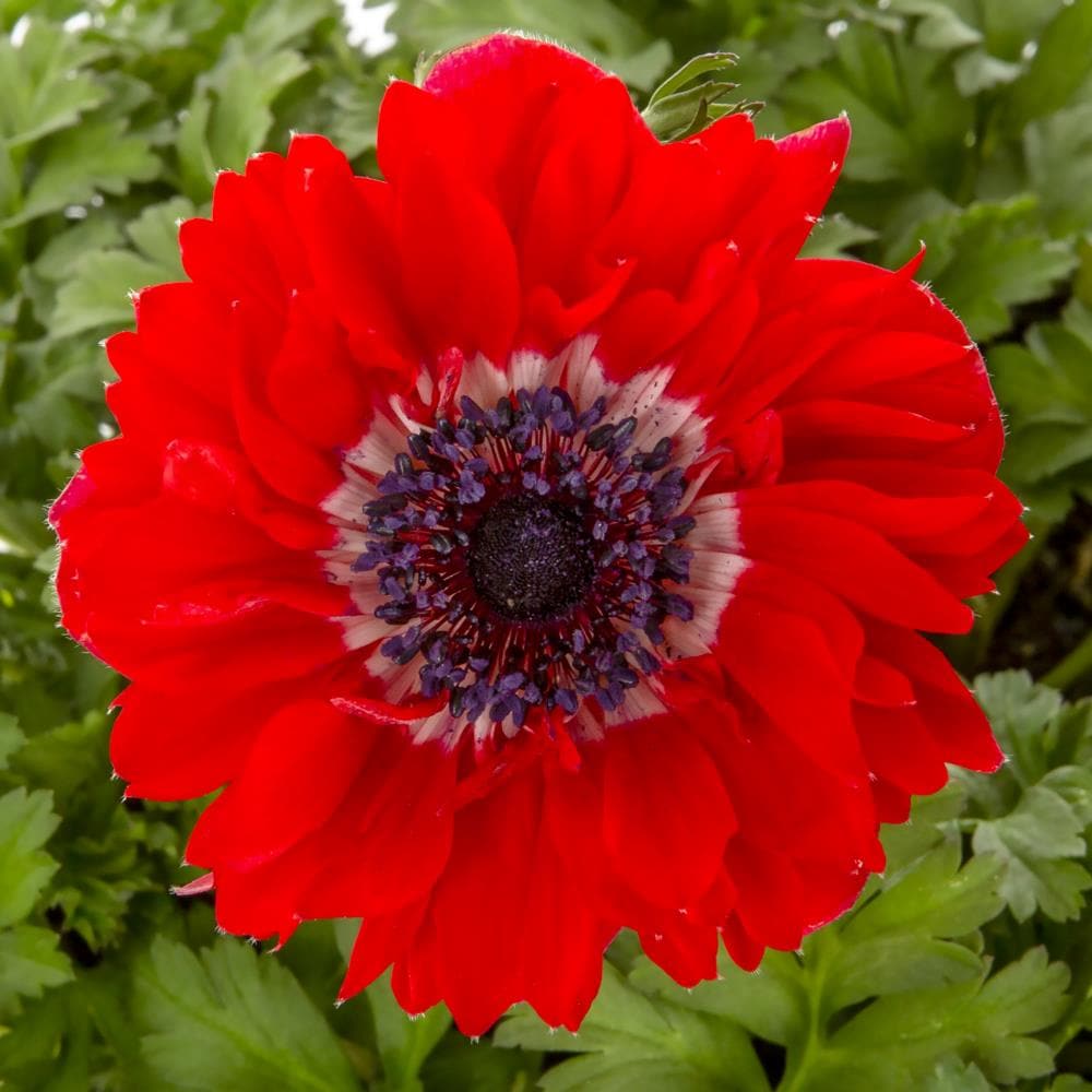 Lowe's Red Harmony Scarlet Windflower in 2.5-Quart Pot in the ...