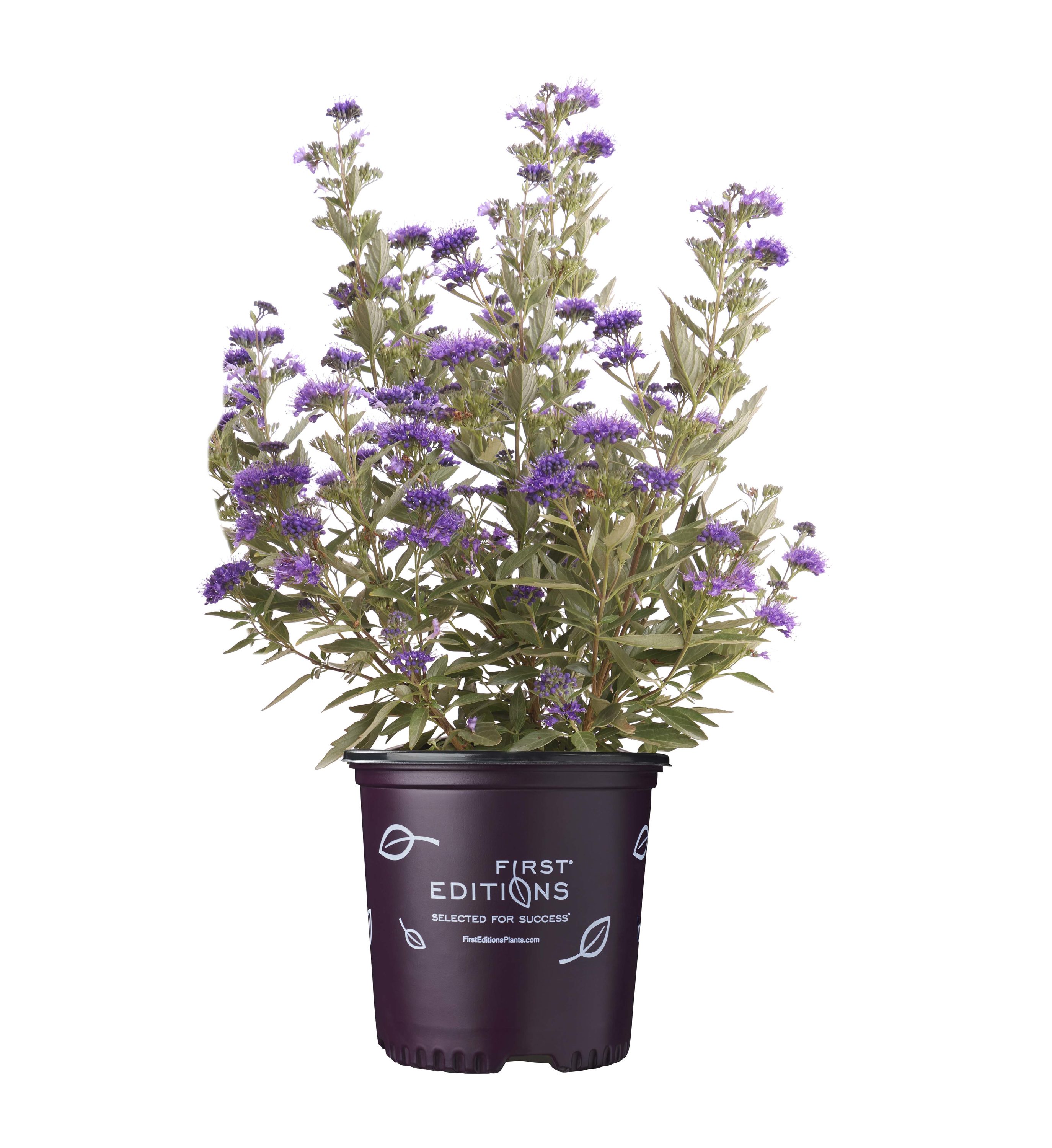 Lowe's NURSERY shrubs - View #2