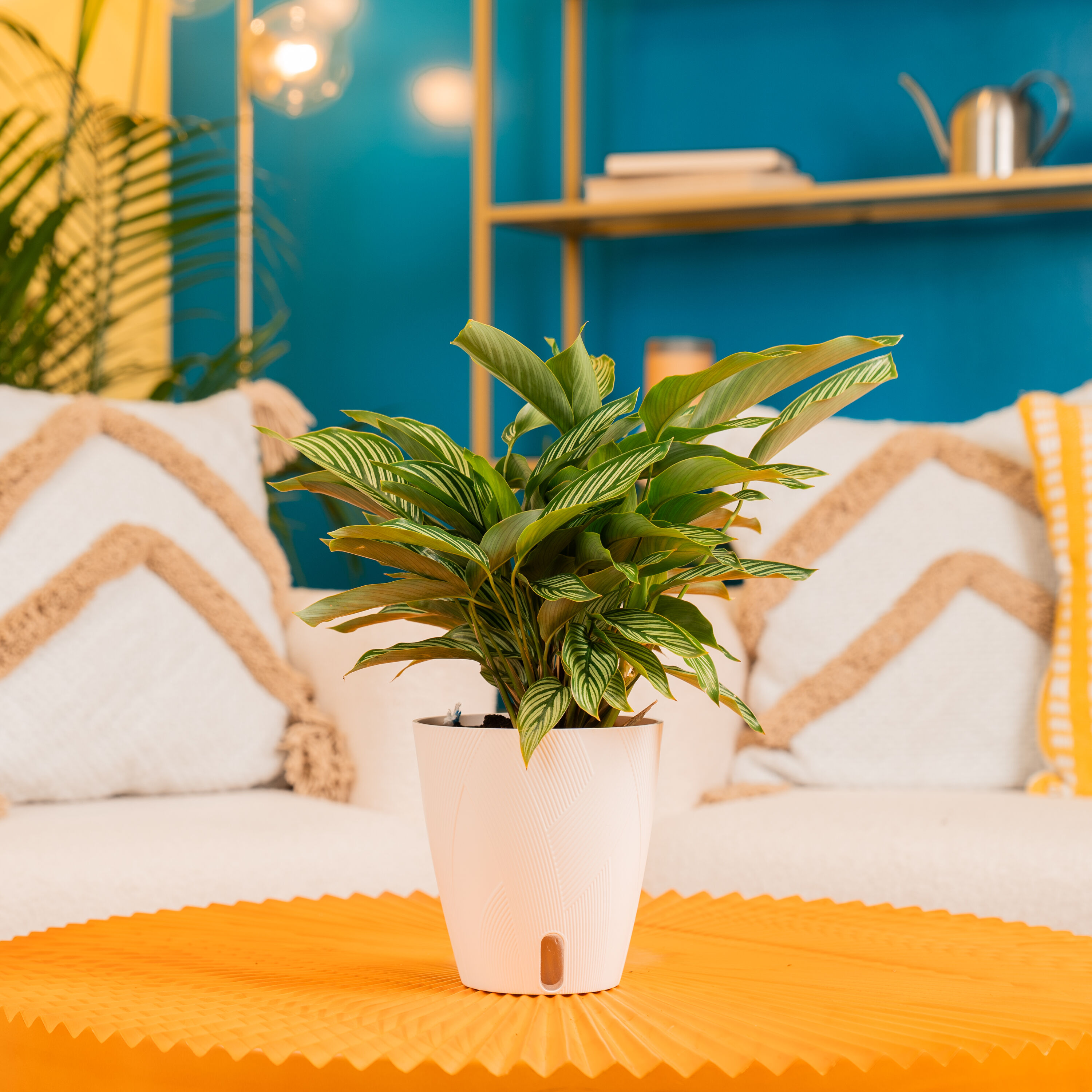 Costa Farms 5021785 hseplants - View #3