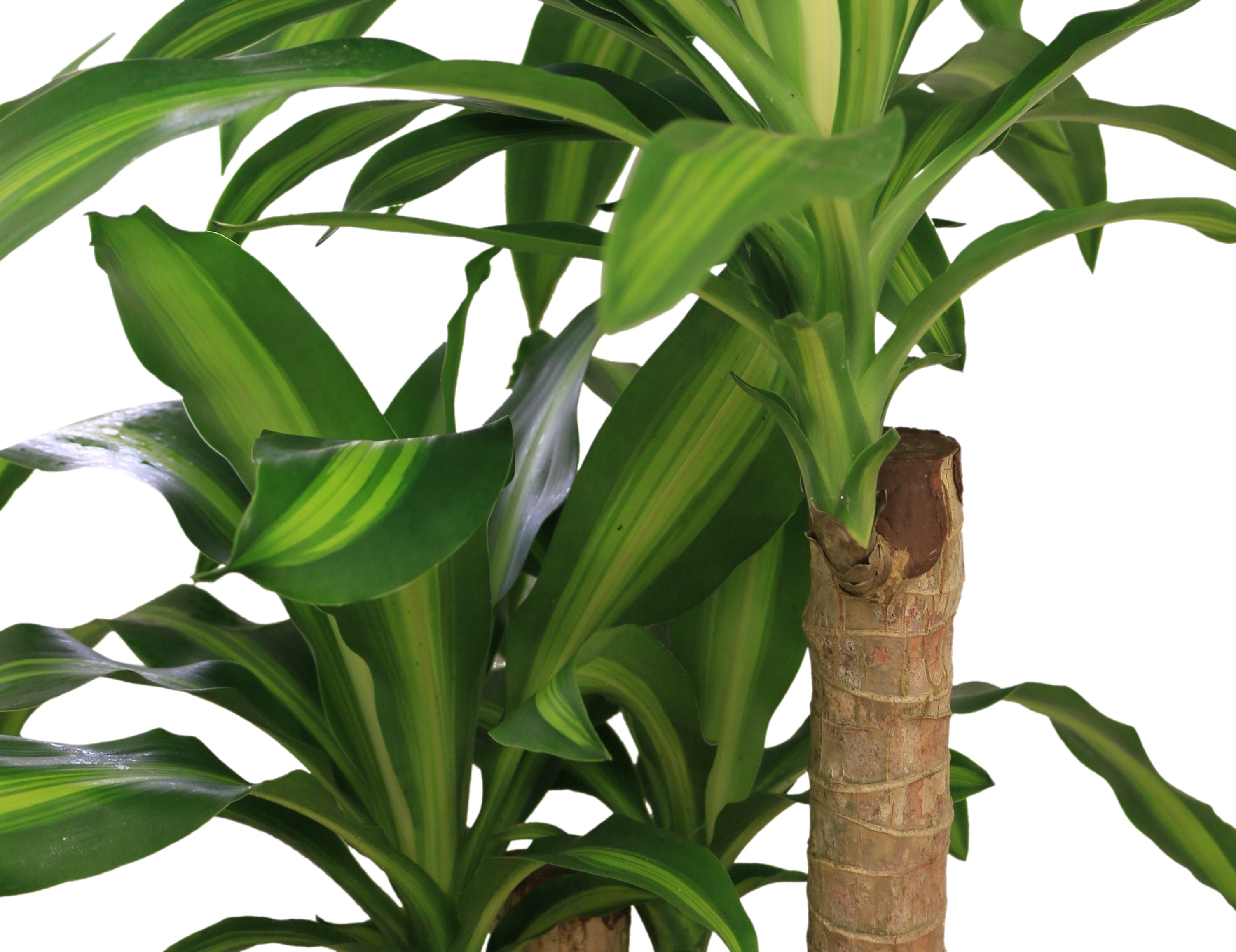 Costa Farms CO.MC9B.1.BM.GR hseplants - View #4