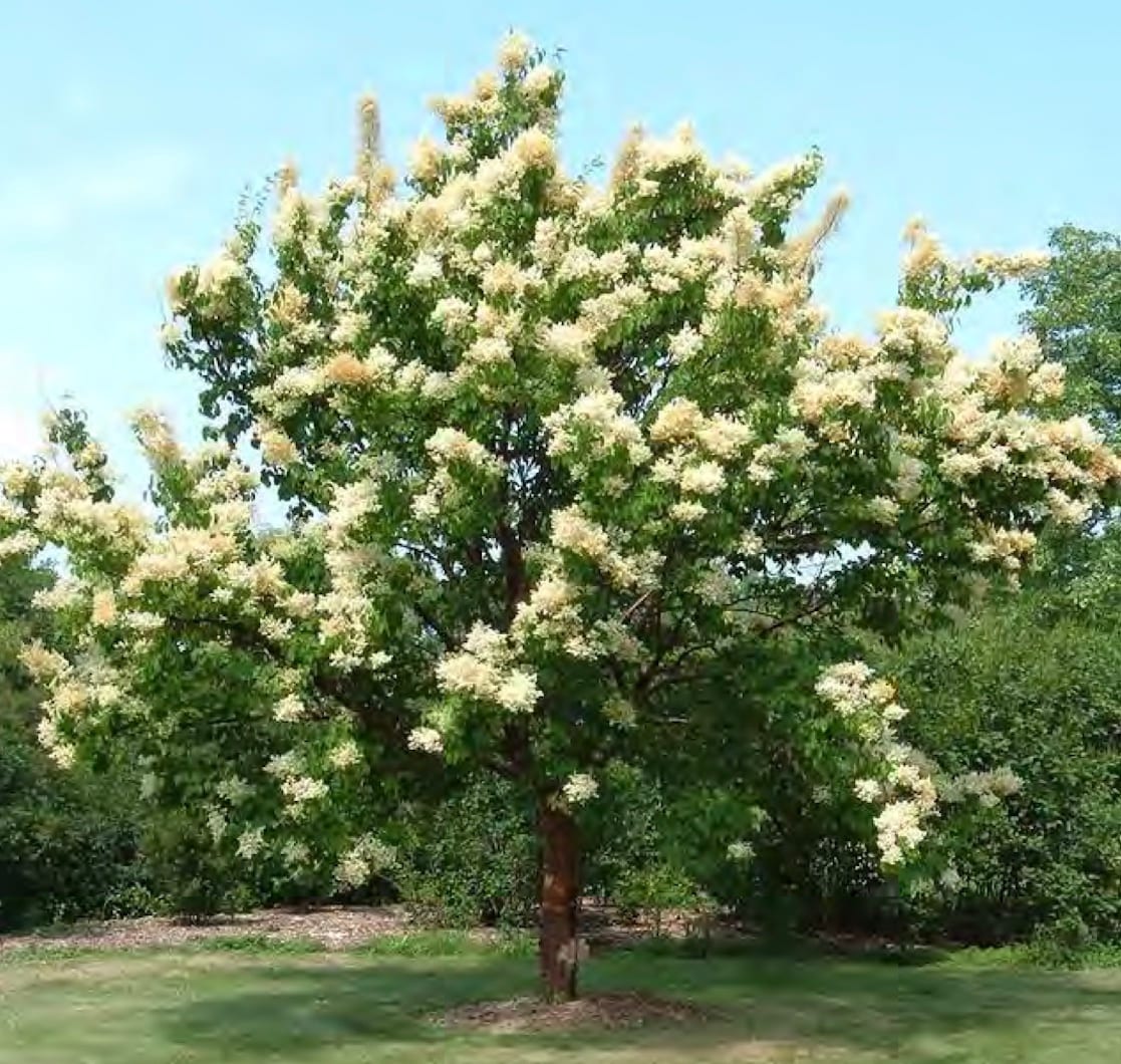 Lilac Trees at Lowes.com