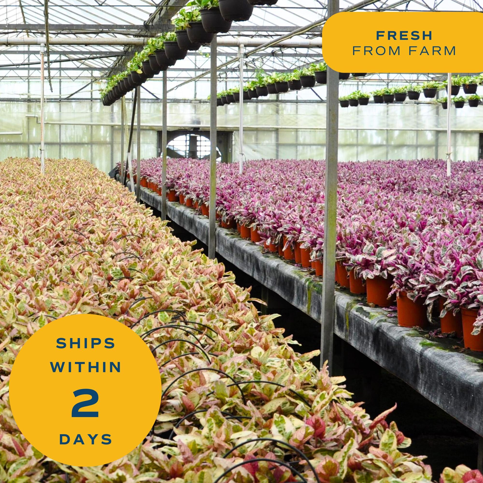 Costa Farms L-HBB-G-POT-01-LW shrubs - View #8