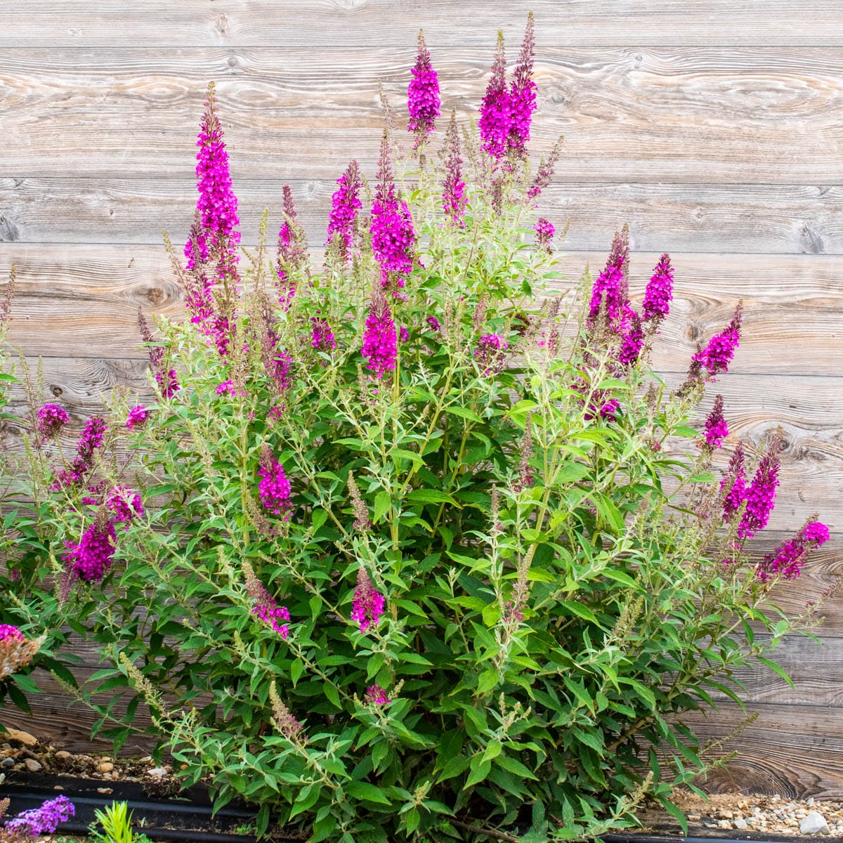 Gurney S Seed And Nursery Royal Red Butterfly Bush Flowering Shrub In 0 75 Quart Pot In The